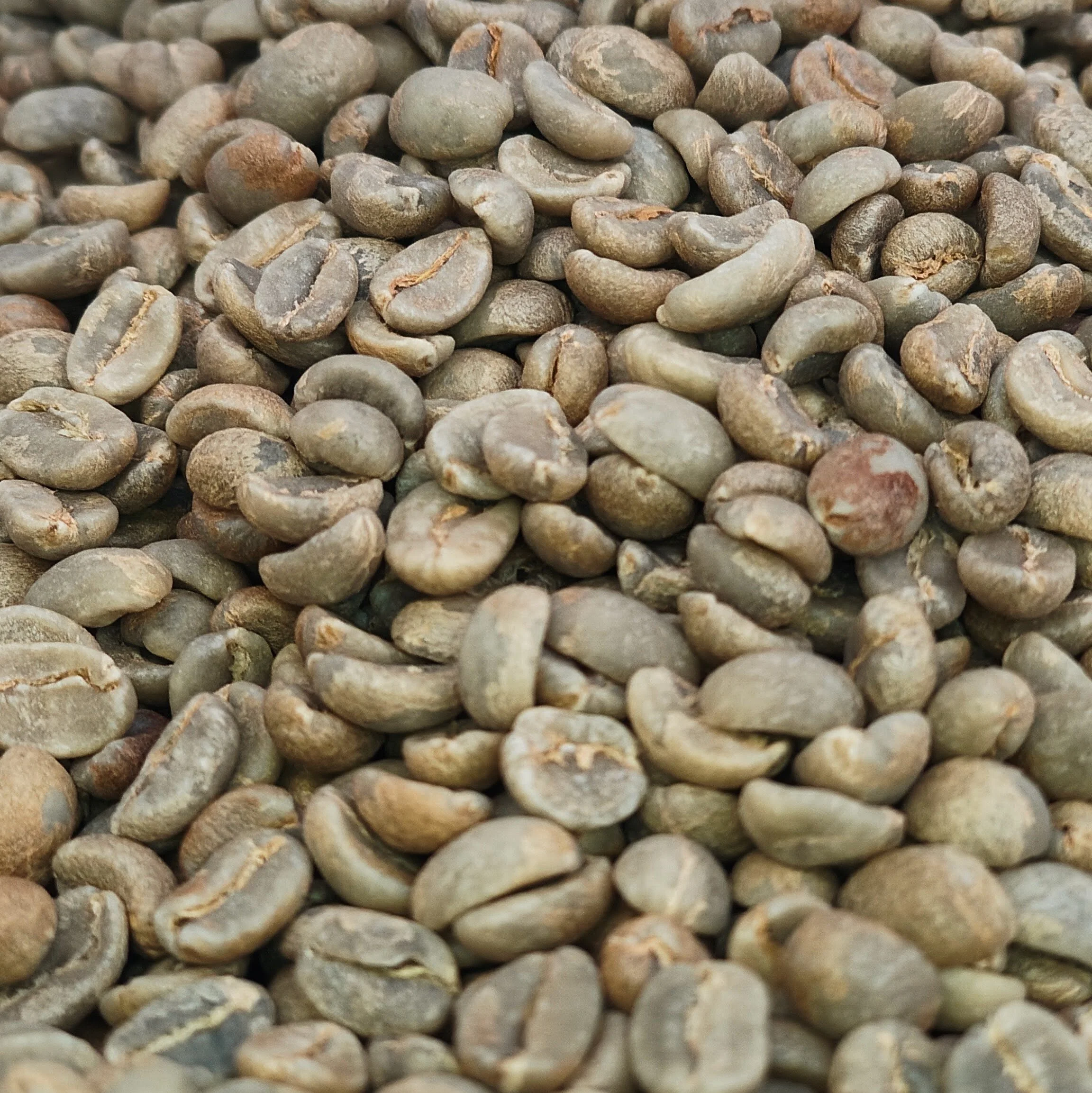 Close-up of unroasted washed Bourbon green coffee beans from the Tocto family microlot