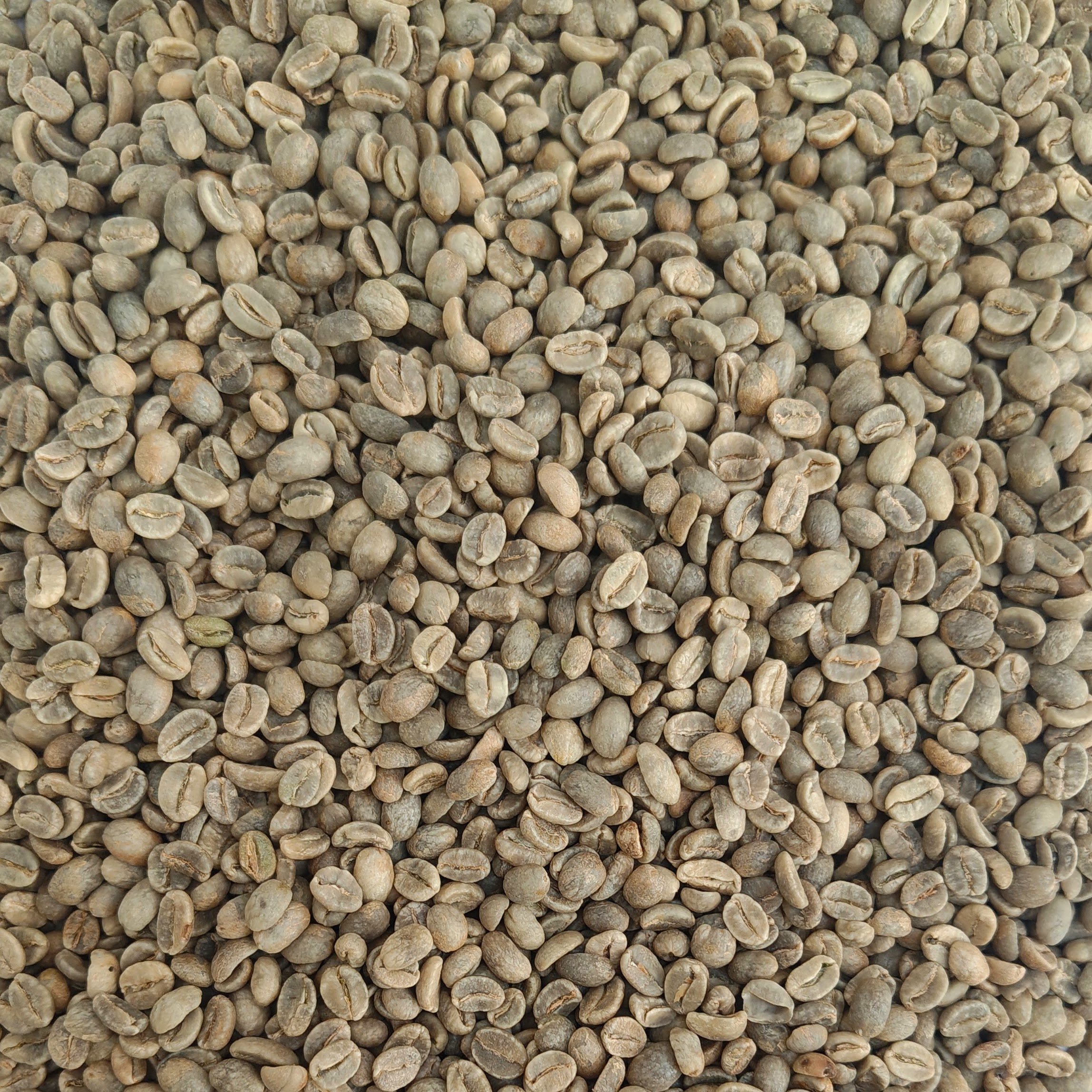 Colombia Medellin Excelso green coffee beans, unroasted, washed process