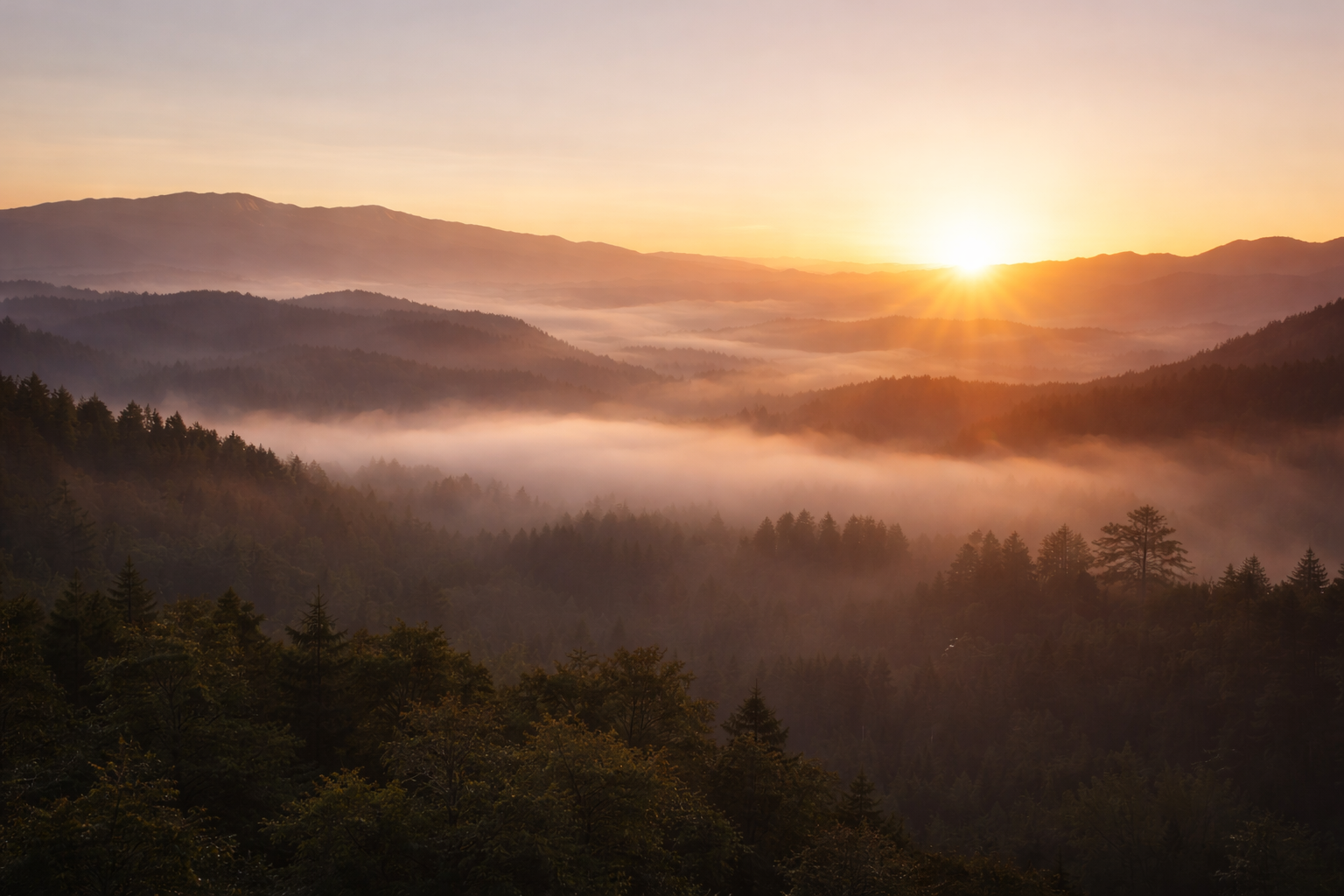 A view overlooking a scenic forest valley at sunrise.