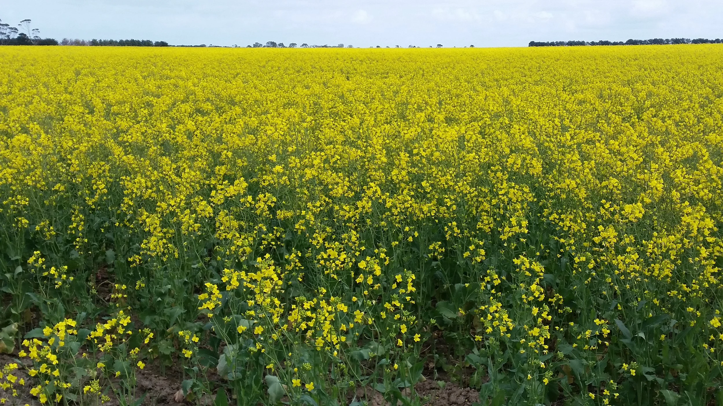 Film at our canola fields. 