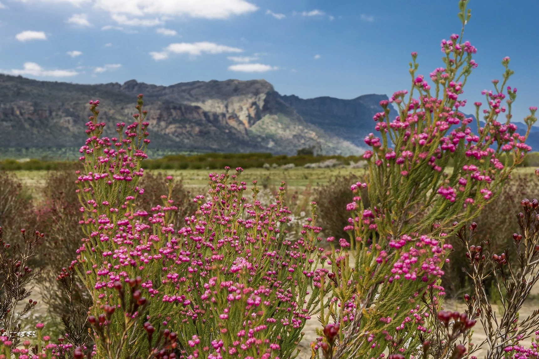 Wildflowers and mountains