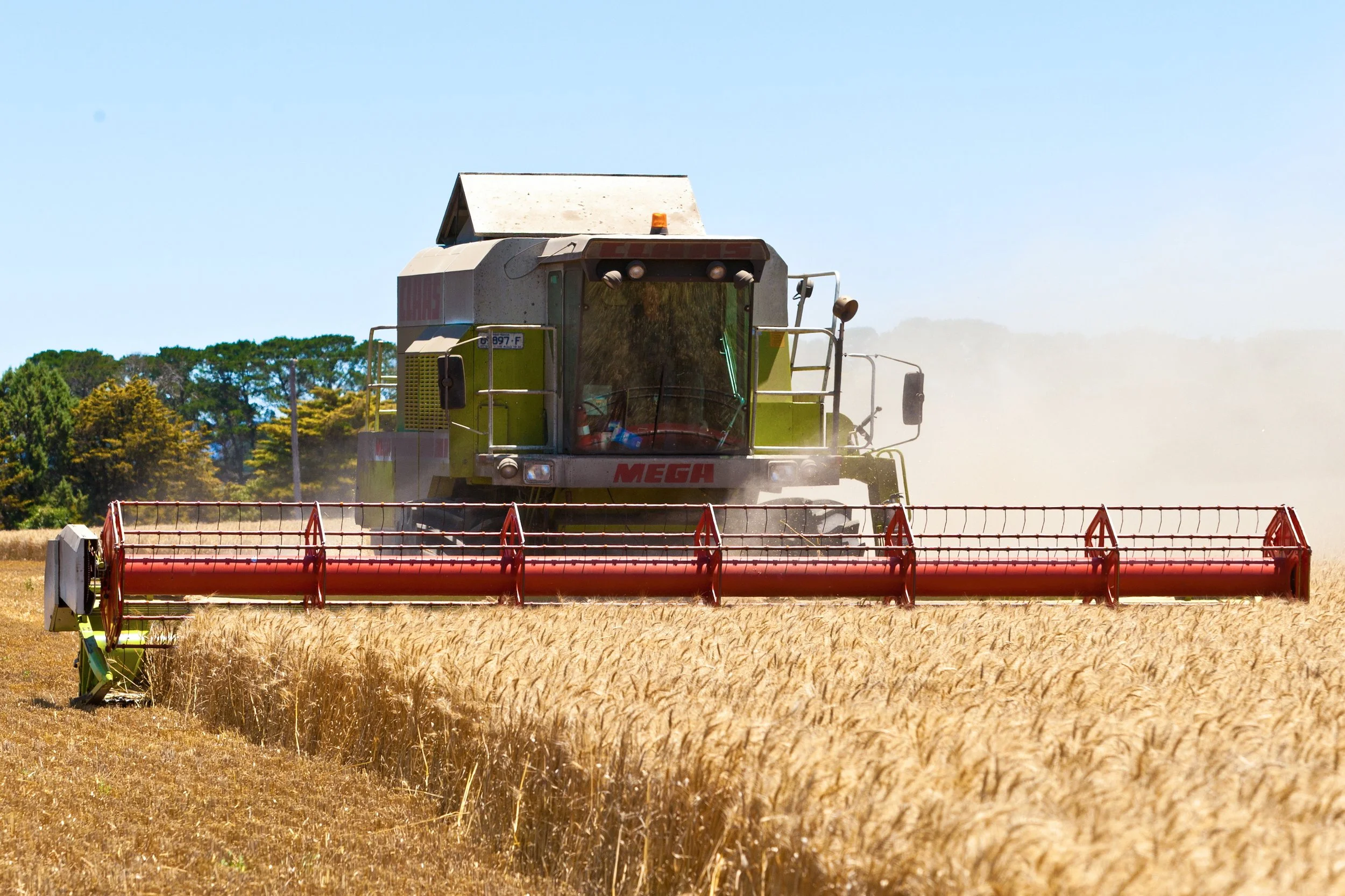 Harvest in Willaura