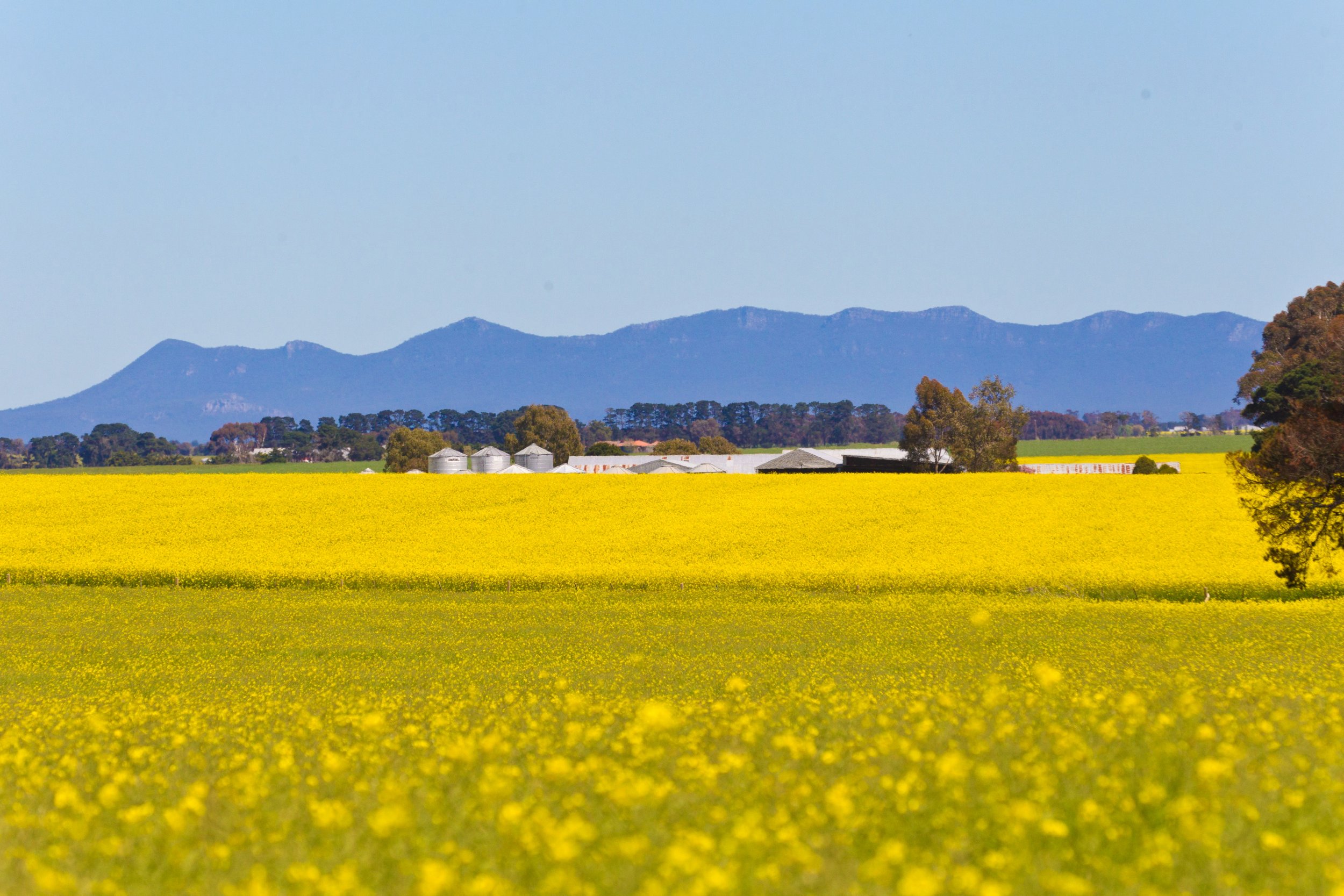 Canola season in Willaura