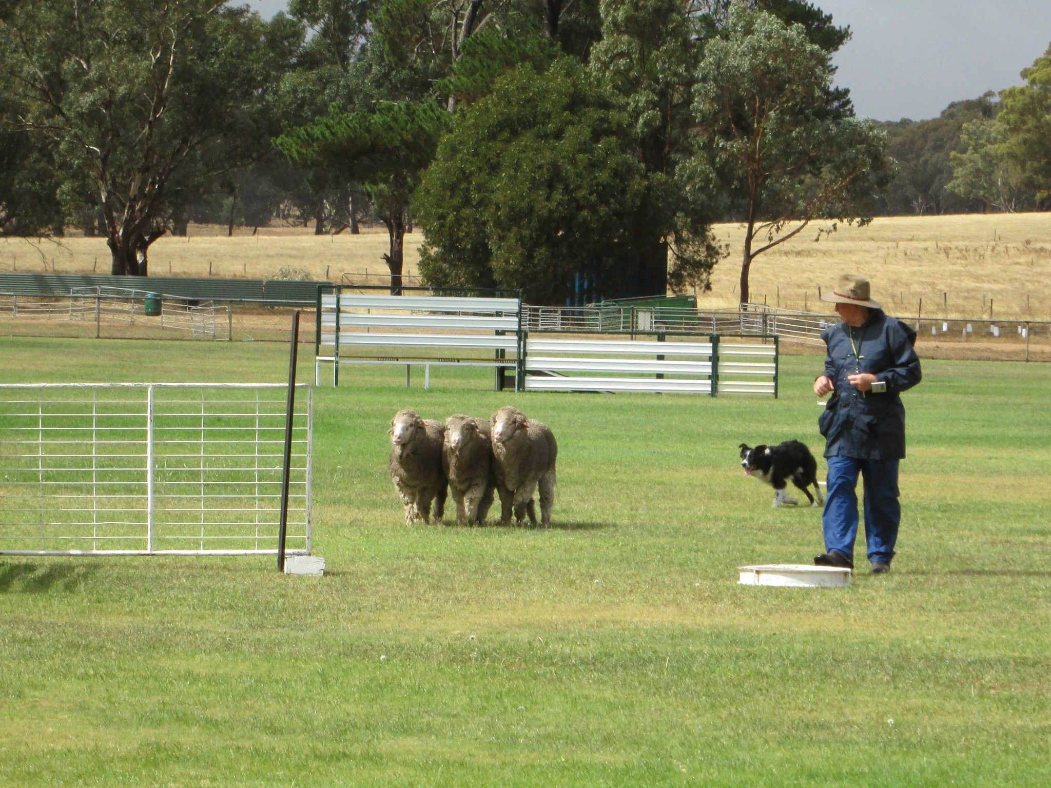 Need sheep? We've got sheep. Moyston Sheep Dog Trials