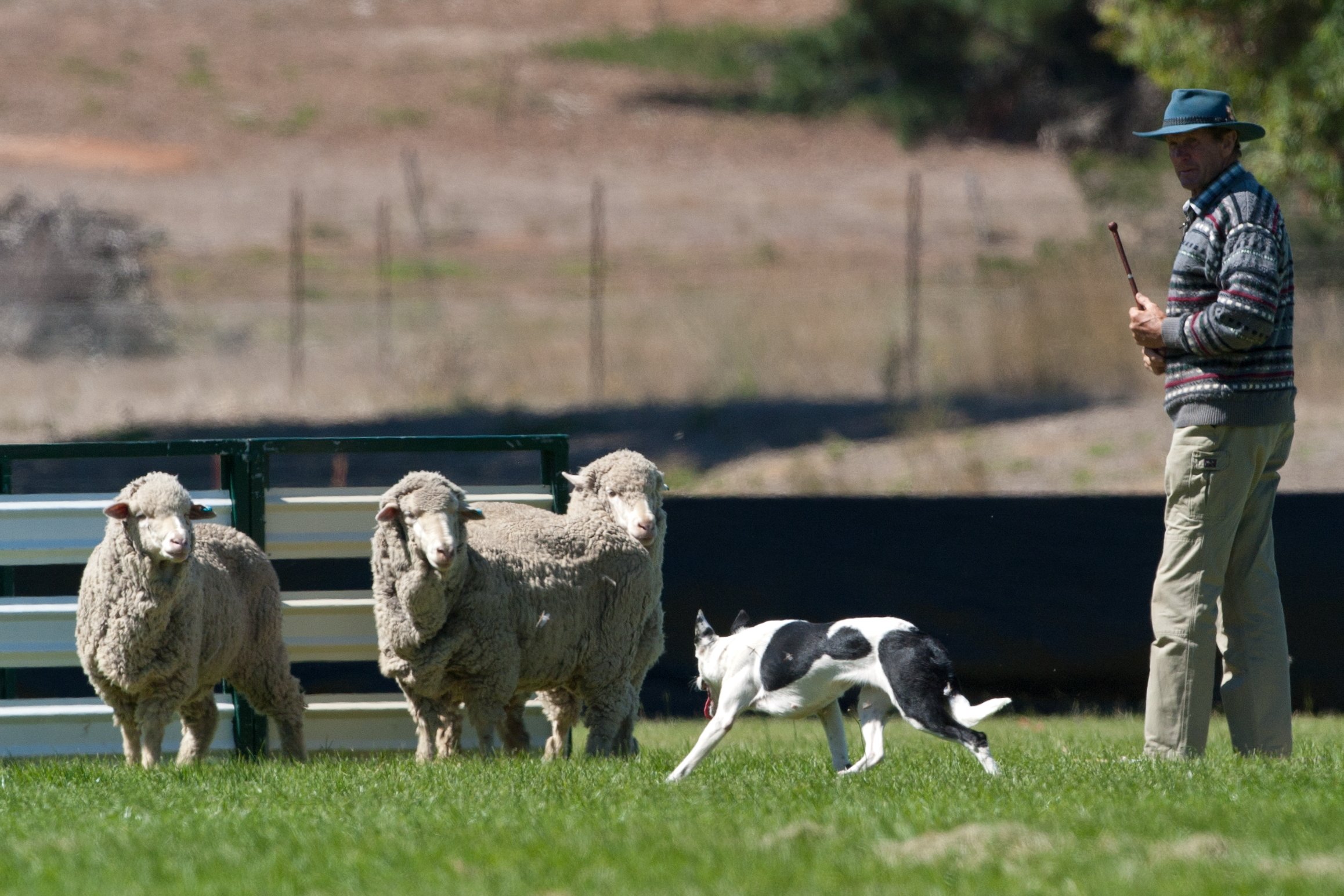 Need sheep? We've got sheep. Moyston Sheep Dog Trials