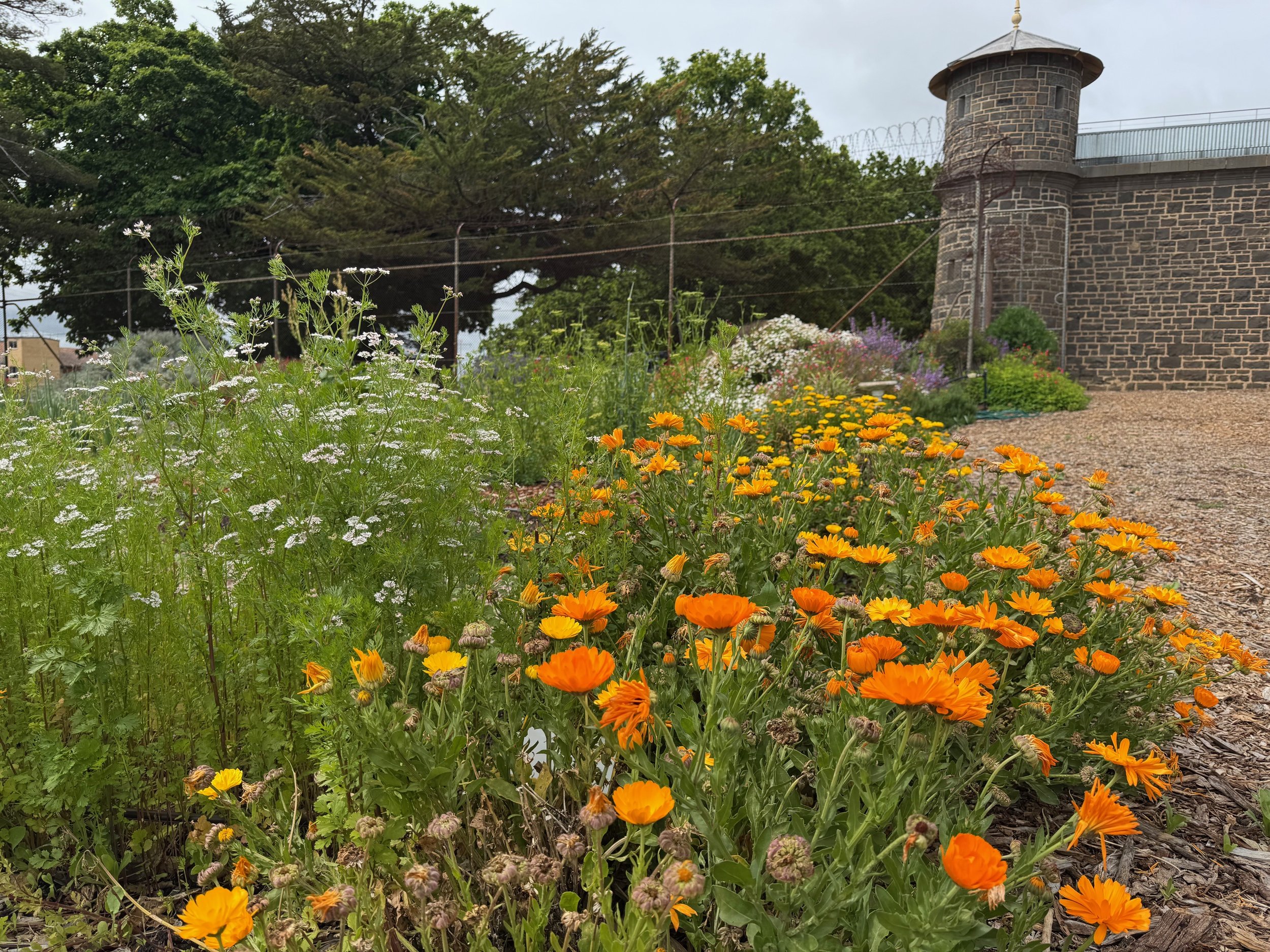 Ararat Community Garden. It sits where the original J-Ward kitchen gardens stood.
