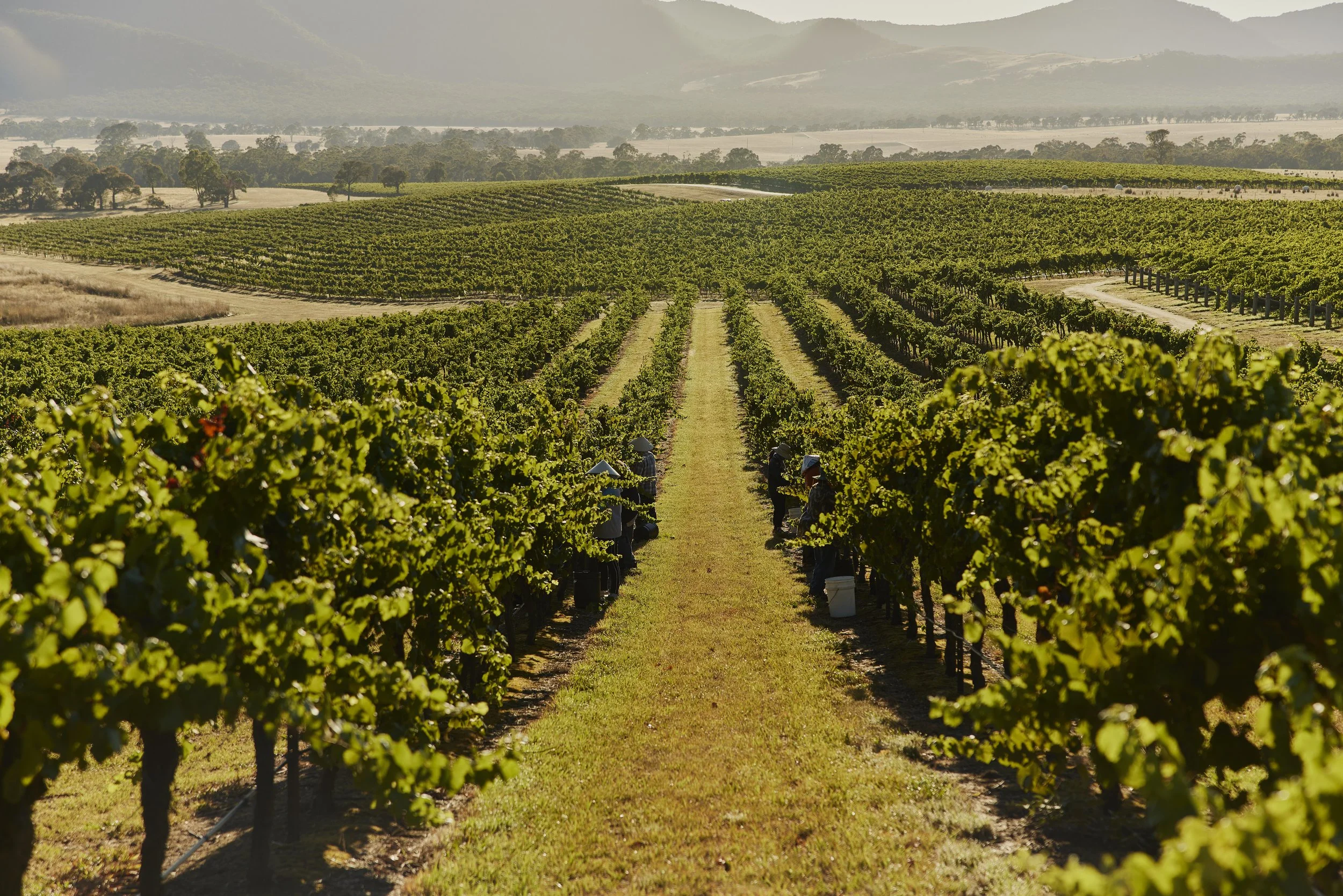 Mt Langi Ghiran Winery