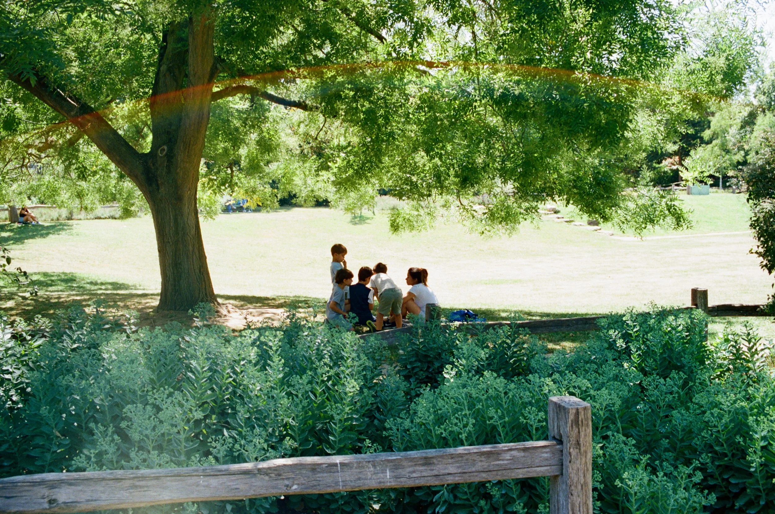 Children and a woman sitting under a large green tree in a park, with lush green bushes in the foreground and a sunny open grassy area.