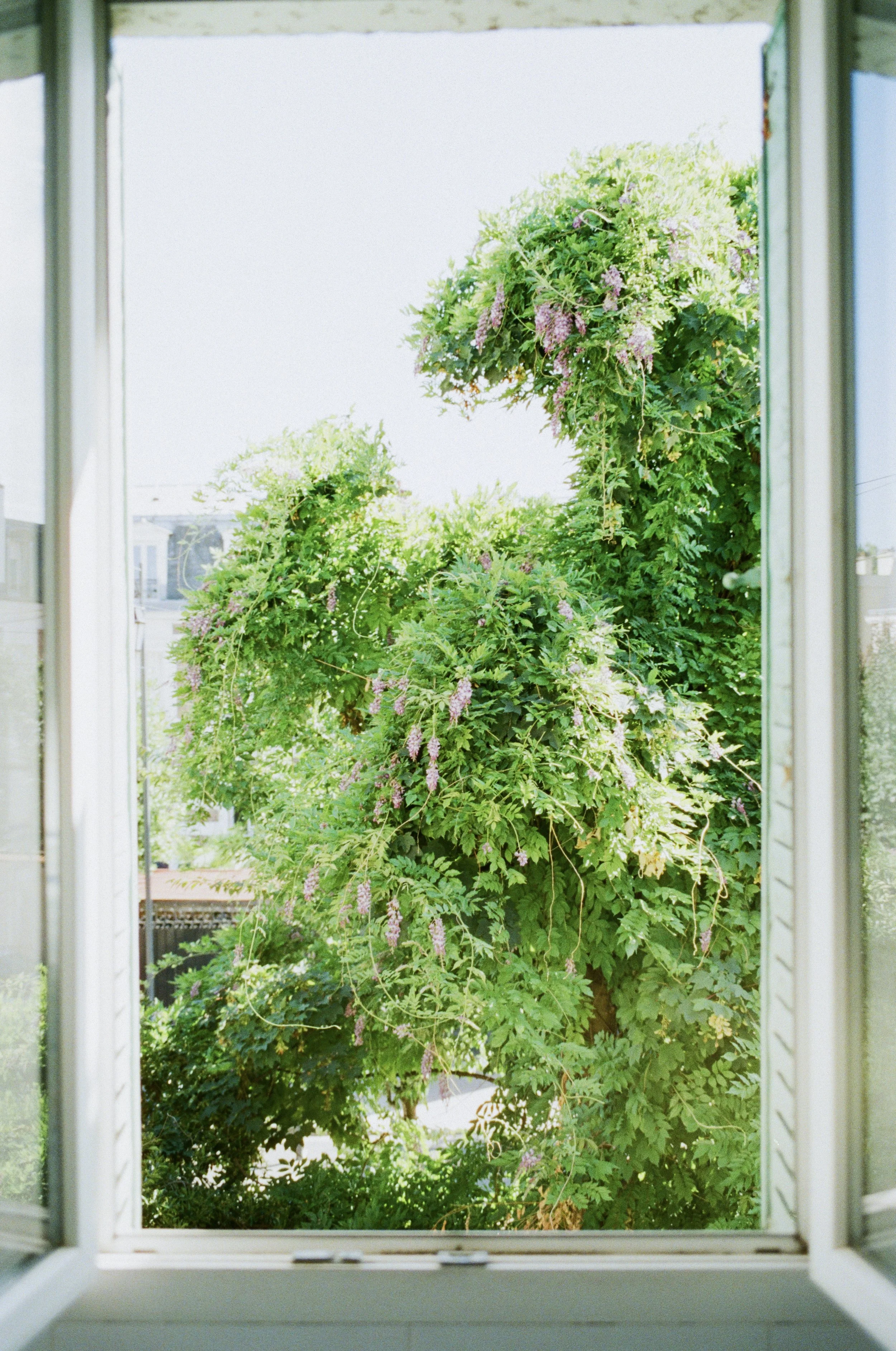 View of lush green foliage and pink flowers seen through an open window.