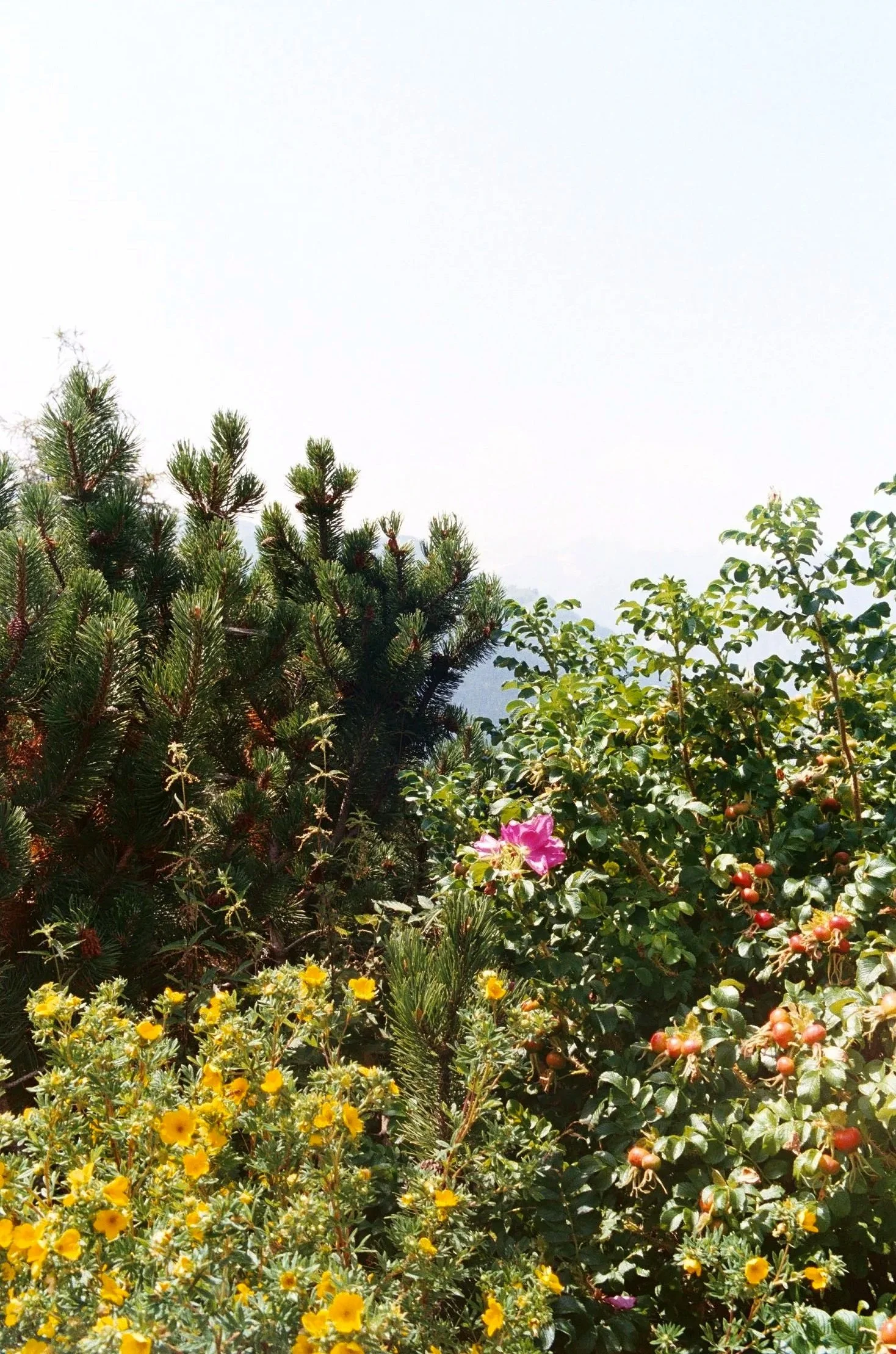 A variety of lush green plants and flowers, including a pine tree, pink flower, and yellow flowers, under bright sunlight.