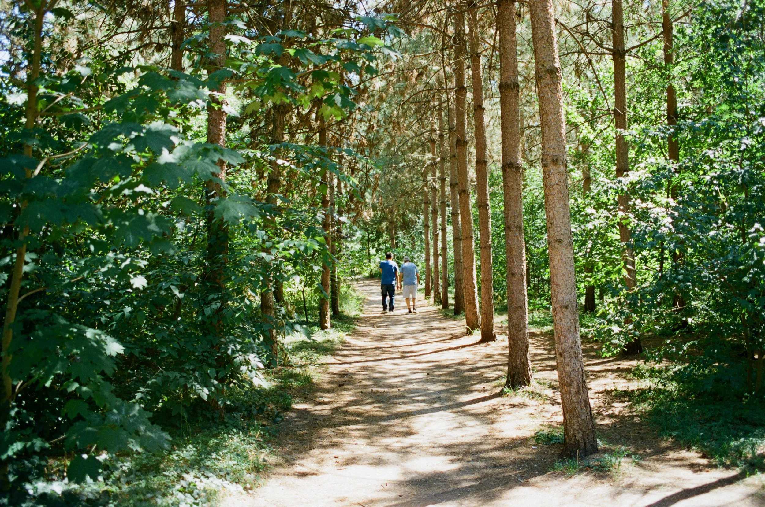 Two people walking on a dirt trail surrounded by tall trees and green foliage in a forest during daytime.