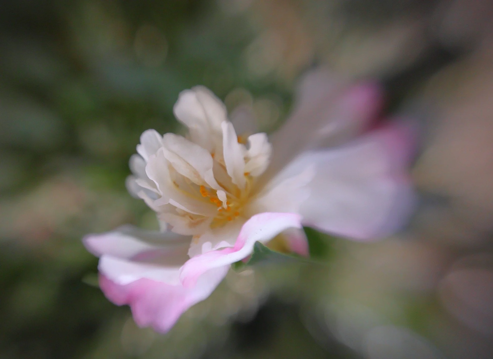Camellia with #lensbaby
#sweet22 #macroconverters
#nophotoshop
#nofilter

@lensbabycreate @lensbabyusa 

#fandffchallenge_April26