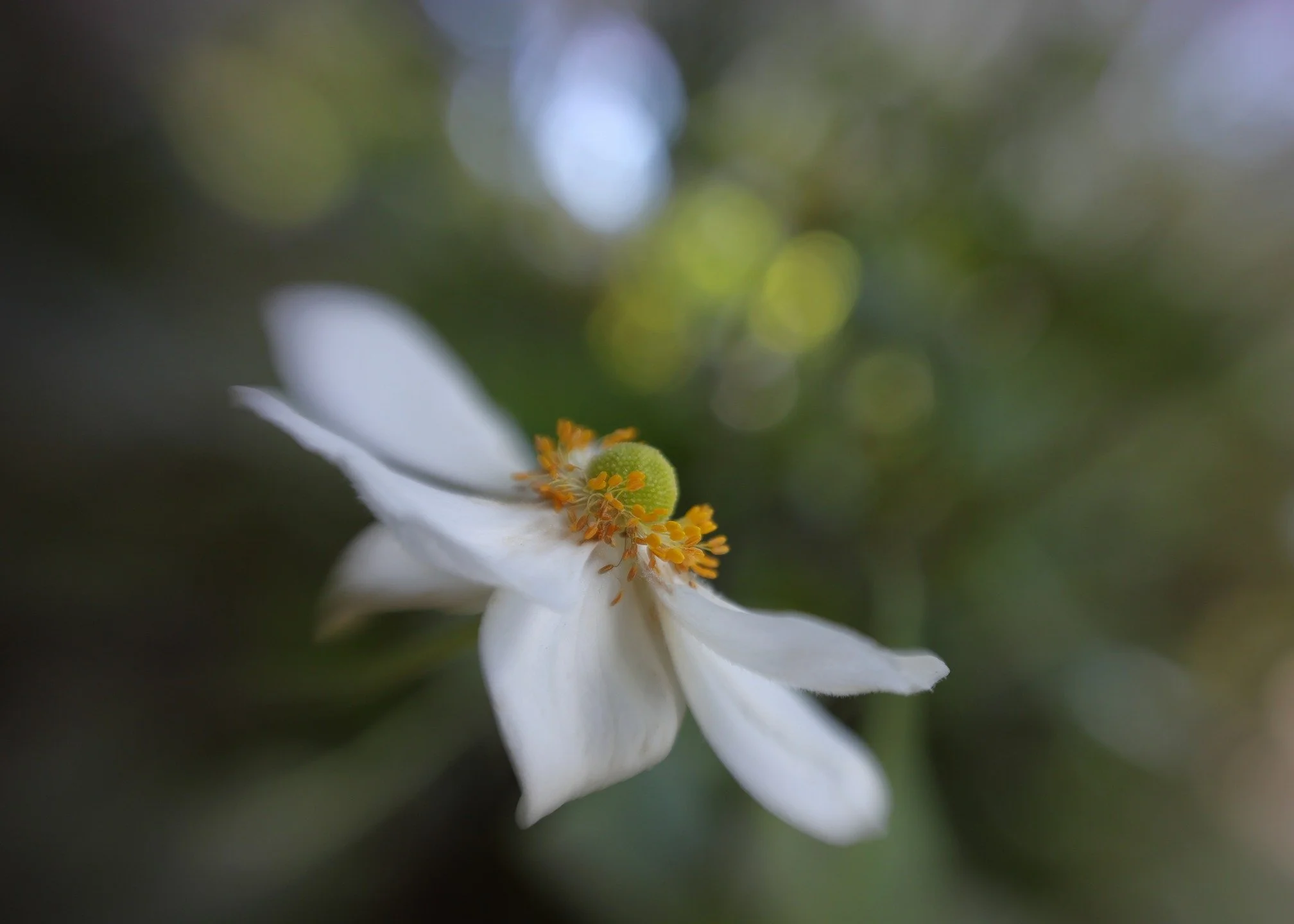 Windflower

#doubleglass2 #composerpro2
#lensbaby #nophotoshop #nofilter

@lensbabycreate @lensbabyusa 

#fandffchallenge_April26
