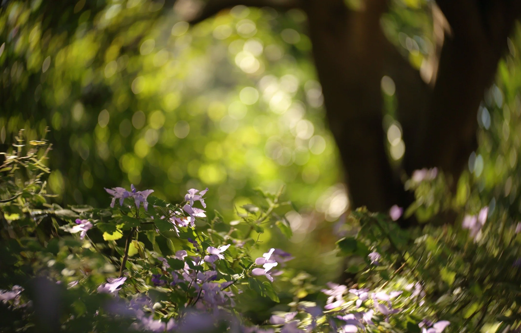 Where fairies fly😉

Feels like it's already Spring

#fandffchallenge_April26

With #lensbaby #twist60 #composerpro2

@lensbabyusa @lensbabycreate 

#autumn #australia #autumninaustralia
#nophotoshop #nofilter