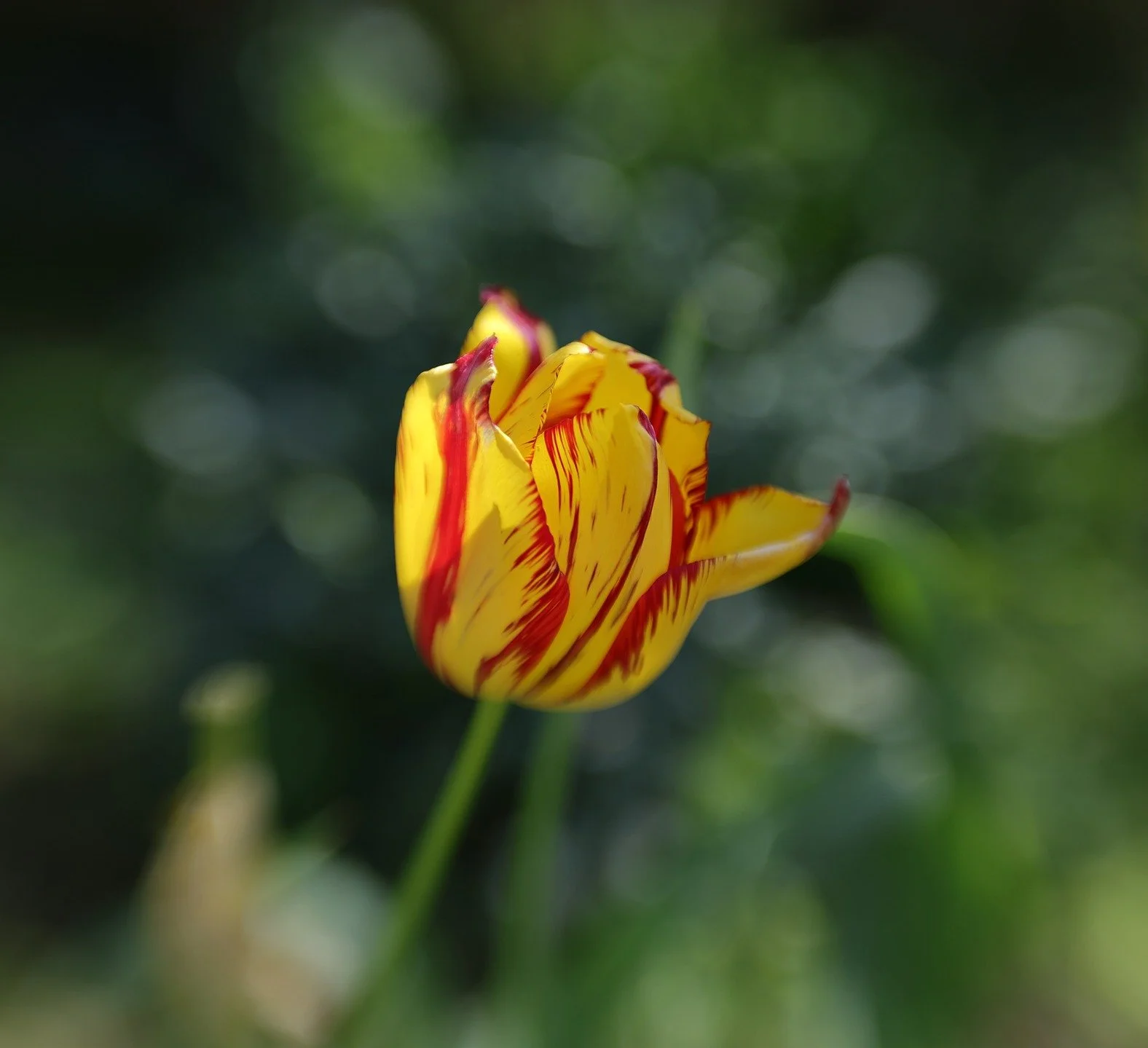 #doubleglassii #lensbaby
#composerpro
#nophotoshop #nofilter
#springinaustralia
@lensbabycreate
@lensbabyusa
#canonaustralia
#canonr6mkii