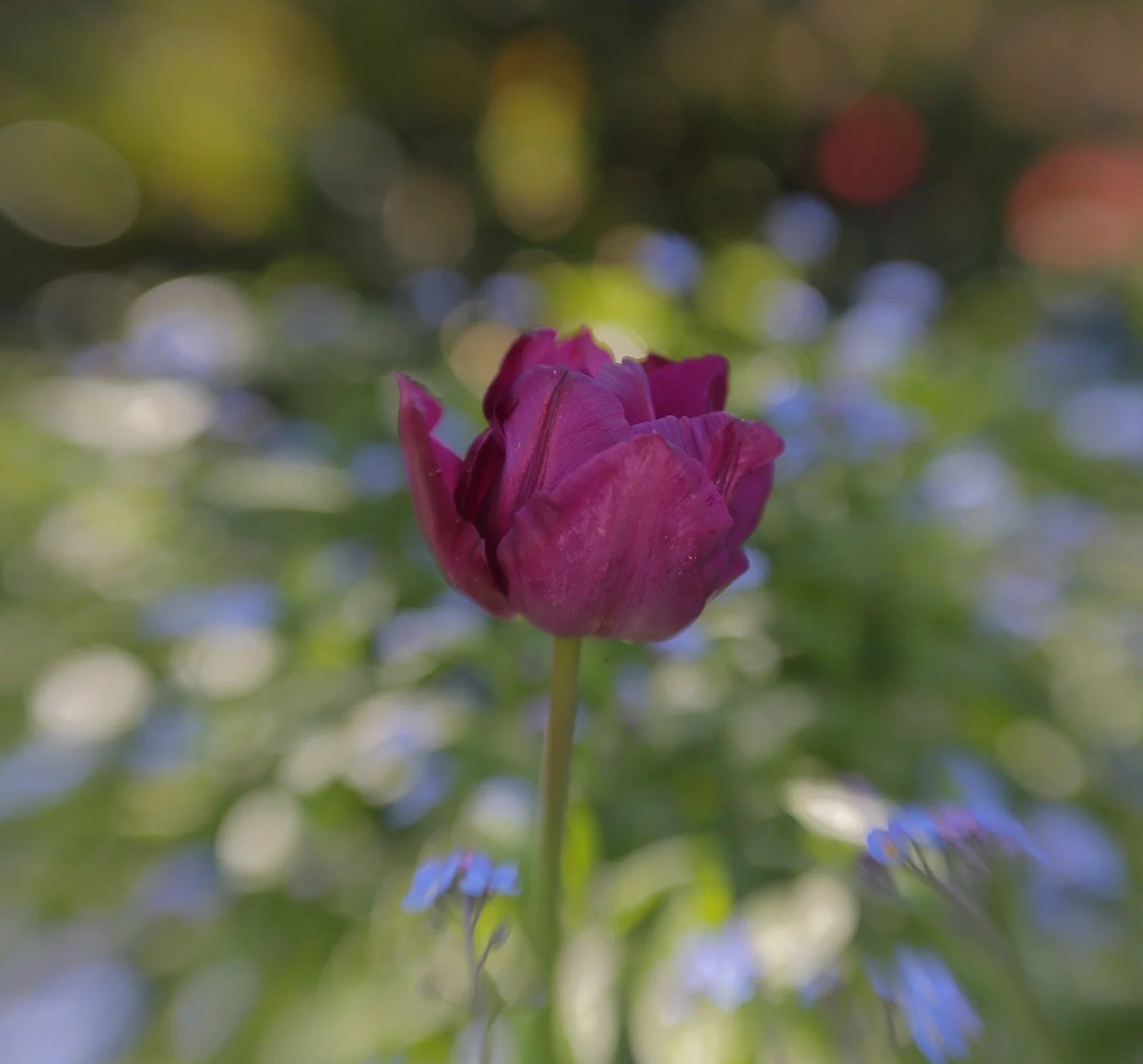 Tip toe ....🎼🎼
With the magic of #lensbaby #doubleglass2 #dg2 #dgii
#composerpro #lensbabyaddict
#nophotoshop #nofilter
@lensbabycreate
@lensbabyusa 

#canonaustralia #springinaustralia
#canonr6mkii