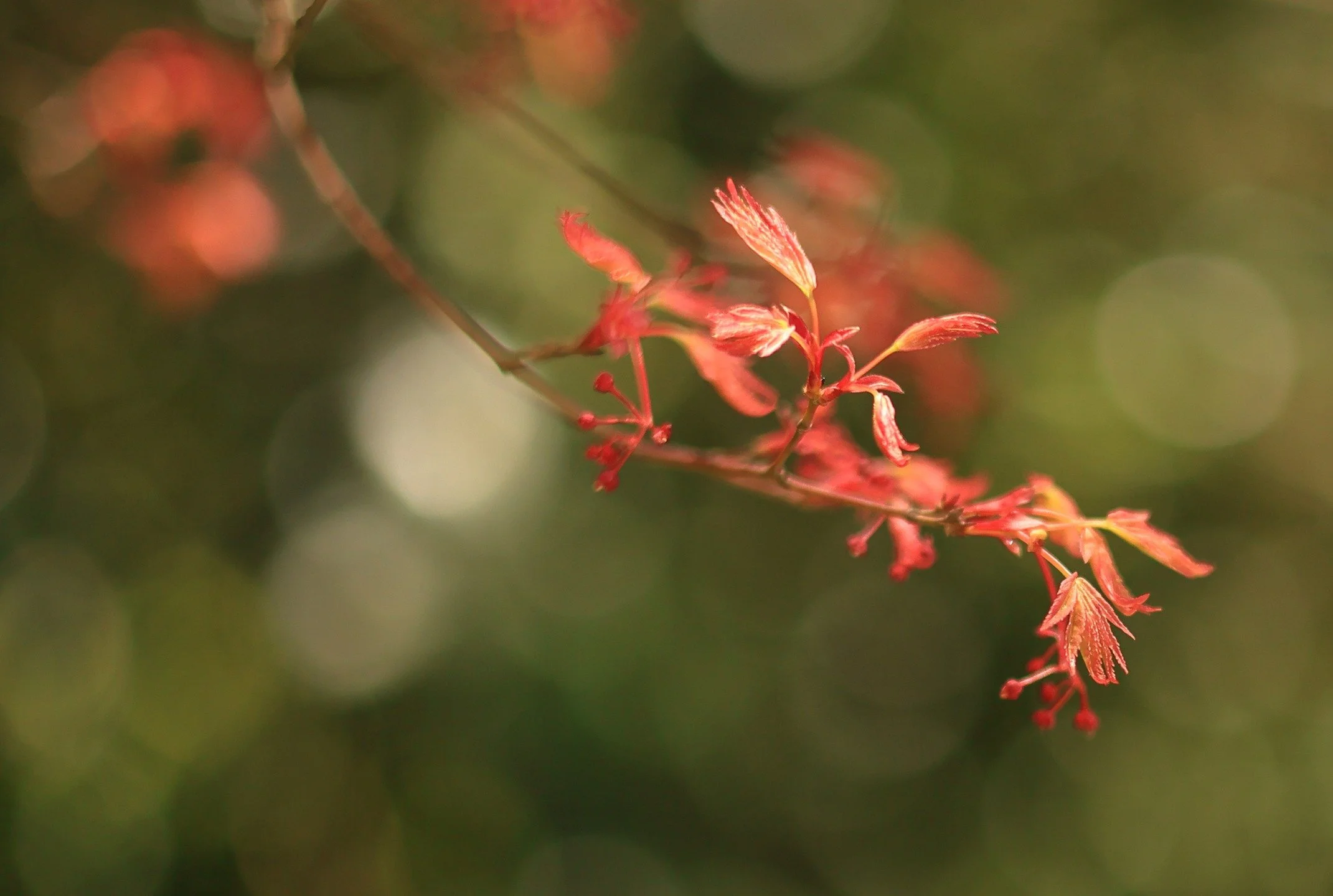 A bit of bokeh makes me happy

#canonaustralia
#bokehlicious
#niftyfifty
#nophotoshop
#nofilter
#canonr6mkii