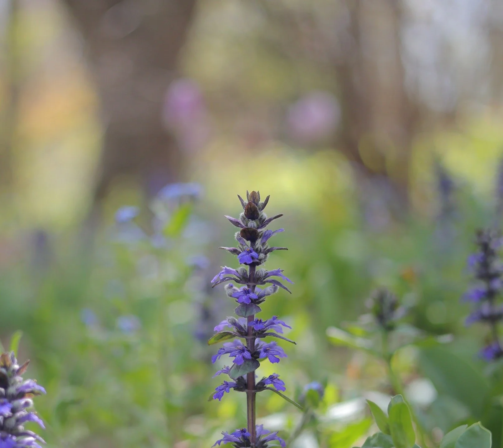 Linger for longer and you might just spot the fairies 😍

#canonaustralia #niftyfifty
#springinaustralia
#nophotoshop #nofilter
#canonr6mii