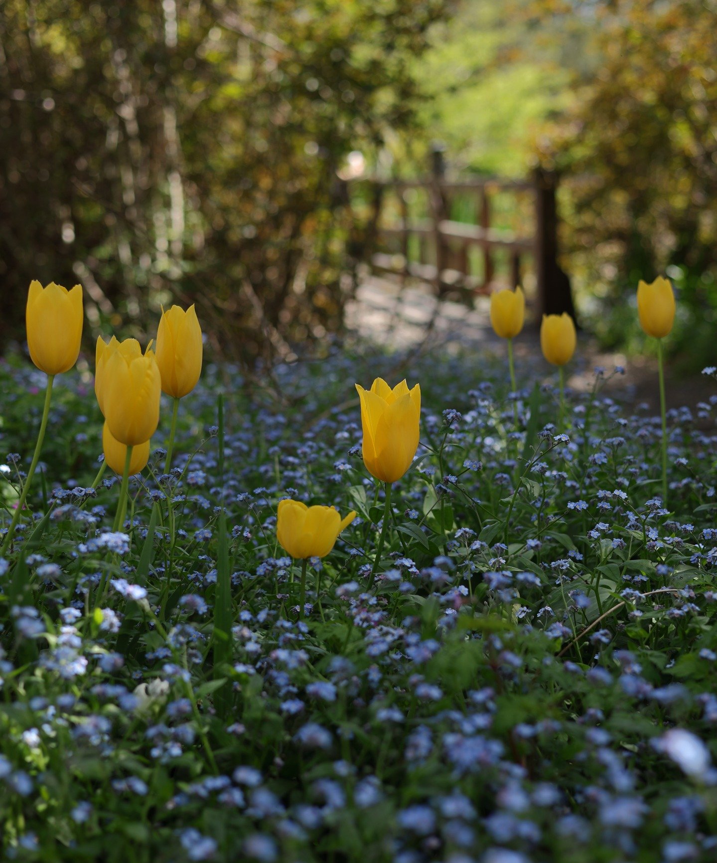 Let's go tip toe through the tulips again ......soon?

#canon #niftyfifty
#australia #springinaustralia
#nophotoshop #nofilter
#canonr6