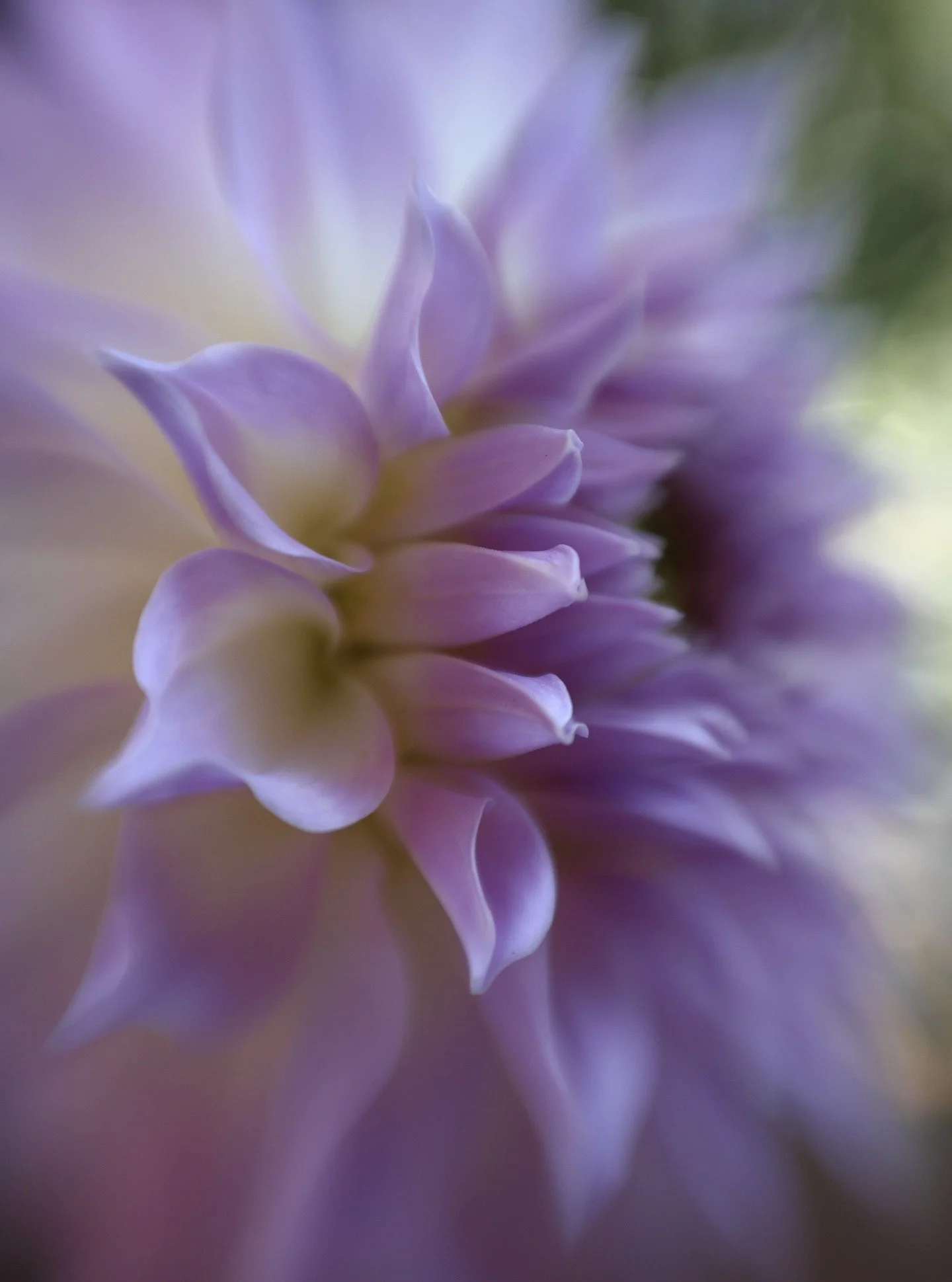 Dahlia petal perfection together with #sweet22 #lensbaby

#nofilter #nophotoshop
@lensbabyusa @lensbabycreate 
#summerinaustralia