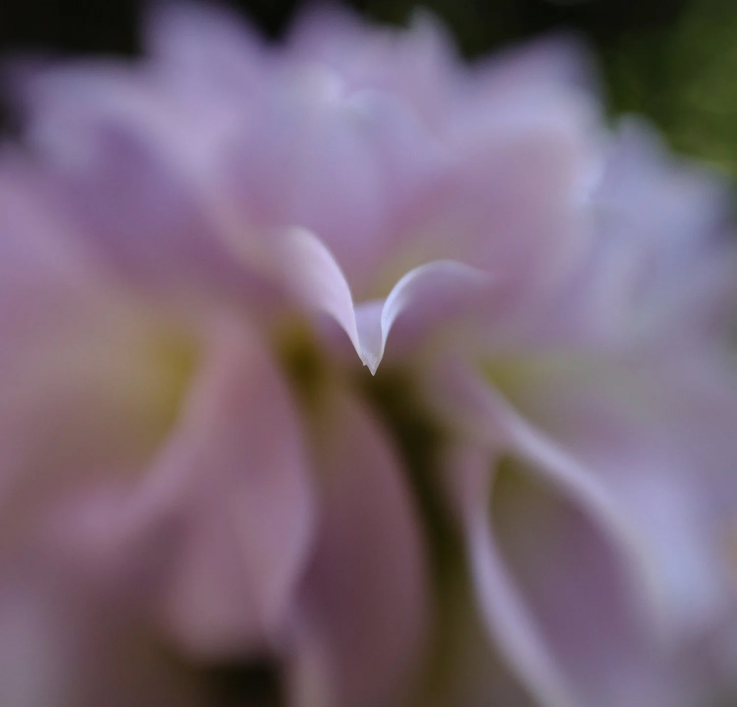 Dahlias have such beautiful petals

#sweet22 #lensbaby

@lensbabycreate @lensbabyusa 

#nofilter #nophotoshop