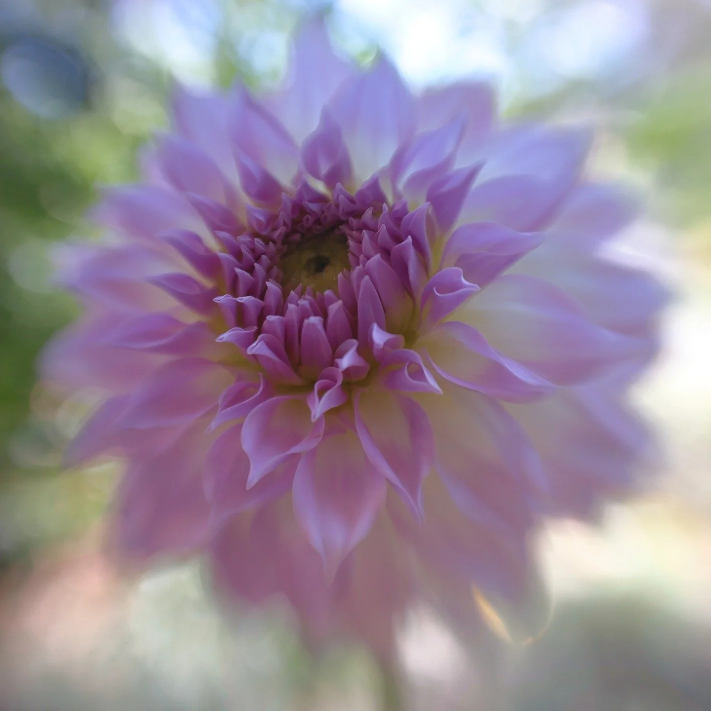 My favourite things...

Dahlias from the best local cafe and creative lenses to play with

#sweet22 #lensbaby 
@lensbabycreate 
@lensbabyusa 
#nofilter #nophotoshop