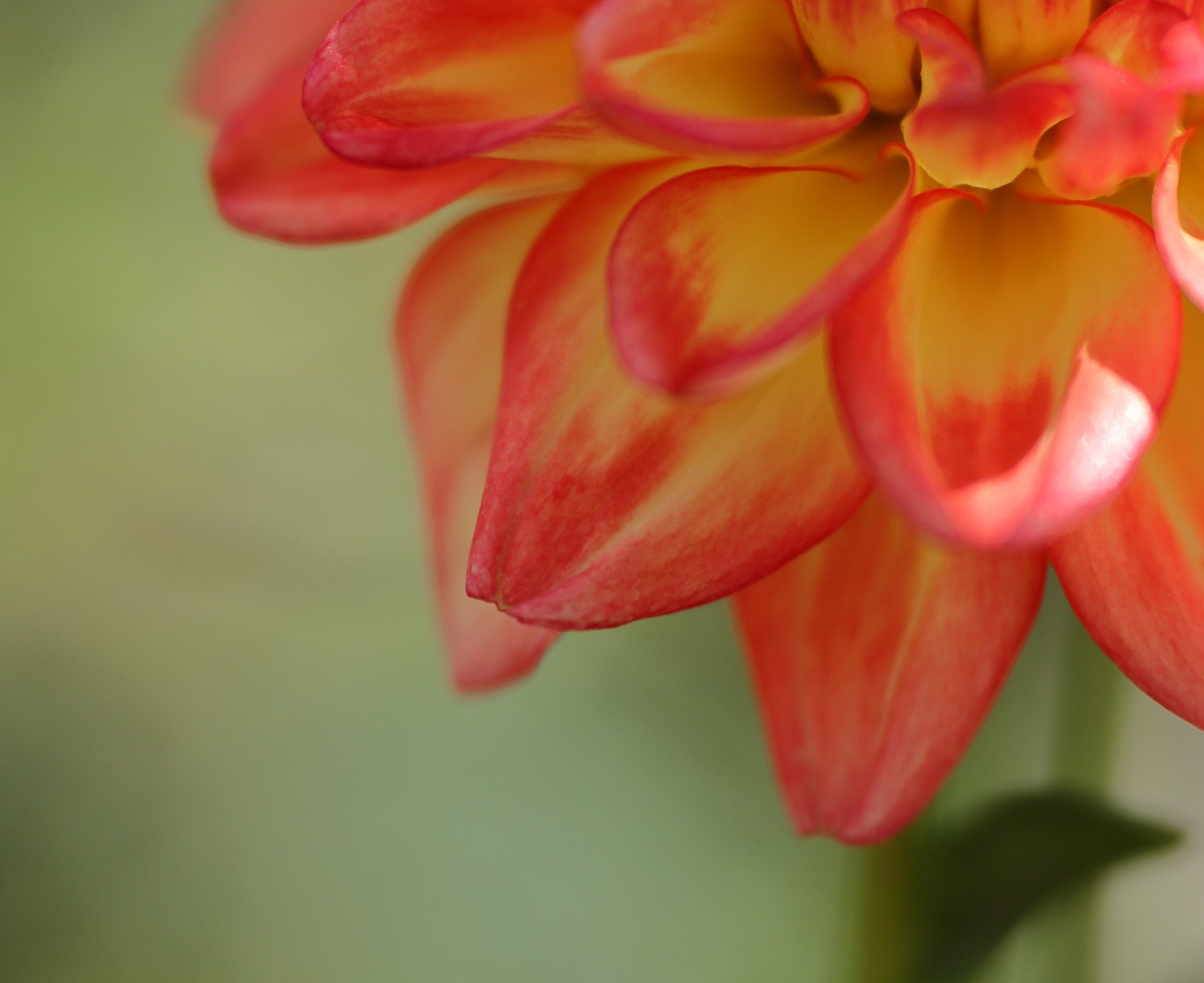 Dahlia 

#lensbaby #velvet85 #nophotoshop 
#nofilter @lensbabyusa @lensbabycreate #lensbabycreate 
#summerdays☀️ #summerinaustralia
#canonaustralia #canonr6m2