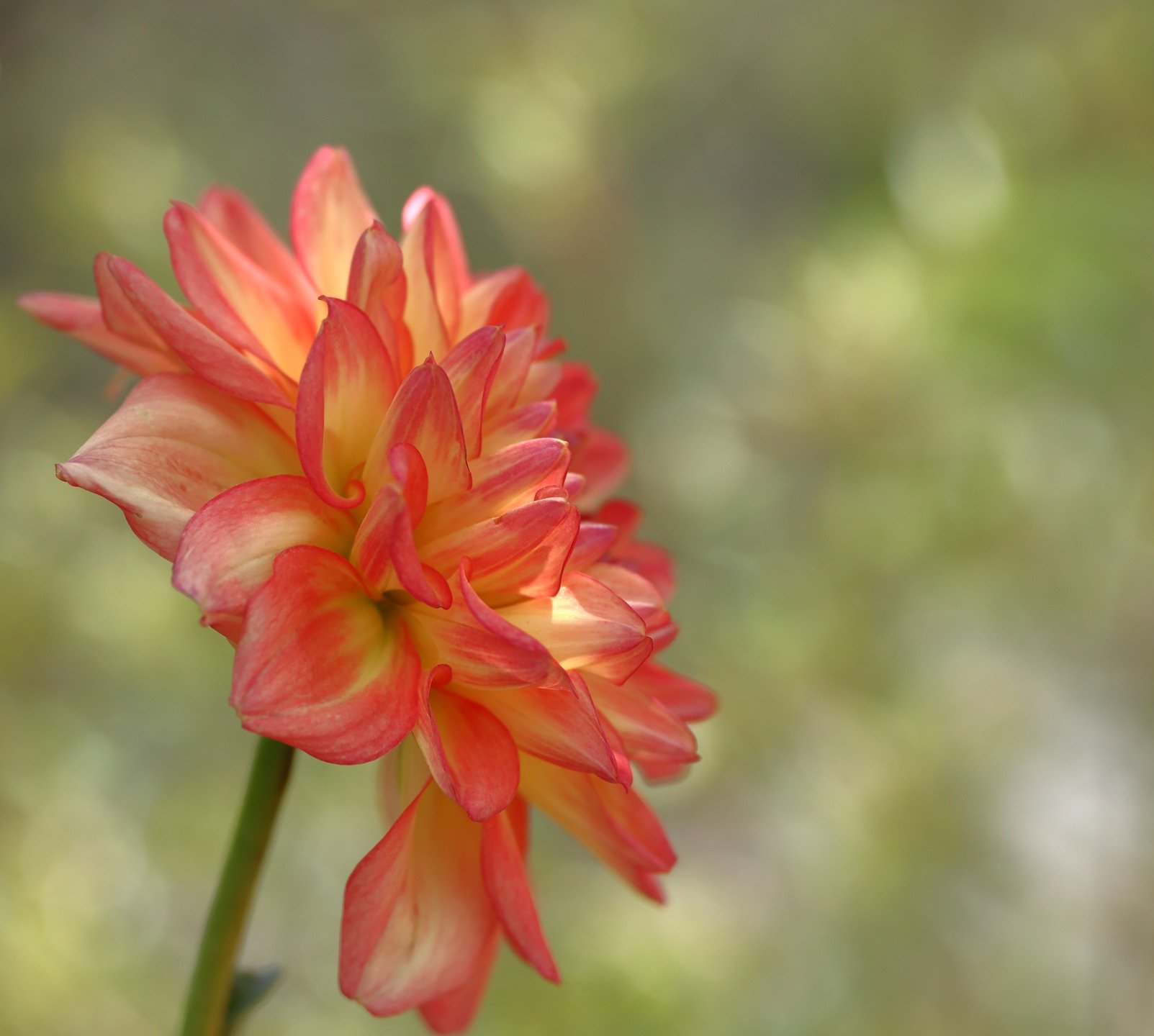 Only 30 days of summer left...

a favourite of mine that's not a native is dahlia with #lensbaby #velvet85

#lensbabycreate @lensbabyusa @lensbaycreate #nofilter #nophotoshop #lensbabycreate 

#summerdays☀️ #summerinaustralia
#coloursofsummer 
#canon
