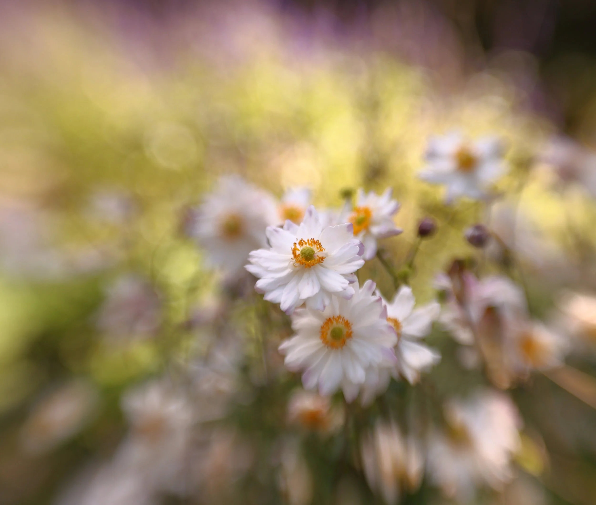 #doubleglass2 #lensbaby 
@lensbabyusa @lensbabycreate 
#autmninaustralia