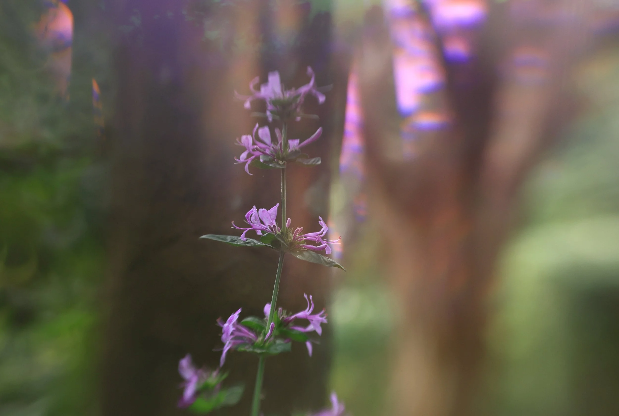 I think Tinkerbell lives here 😅

with #lensbaby #sol45 #omni @lensbabycreate @lensbabyusa 
#lbc_may26 #lensbabycreate
#autumninaustralia #nophotoshop #flowersofinstagram #fineartphotography