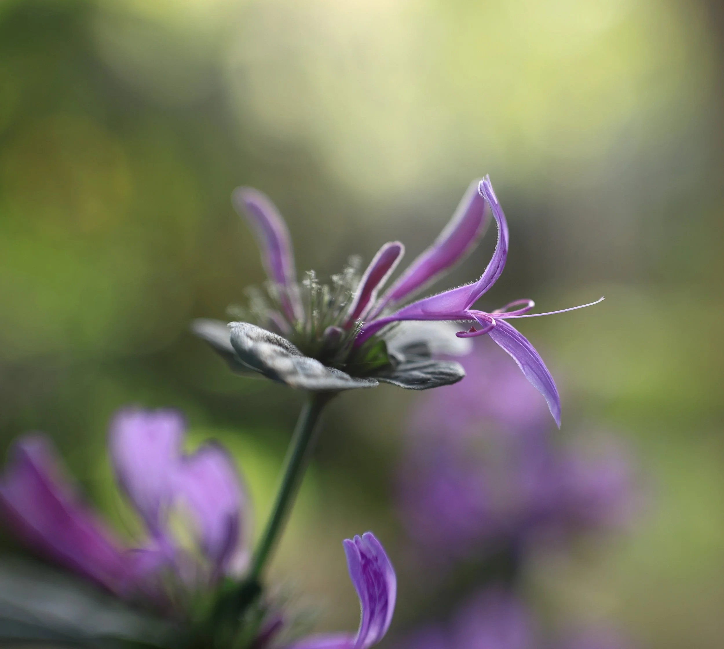 Time to break out the #sweet50 from #lensbaby 
#lensbabycreate @lensbabyusa @lensbabycreate 
#lbc_may26
#austumninaustralia #nophotoshop
#nofilter #flowersofinstagram