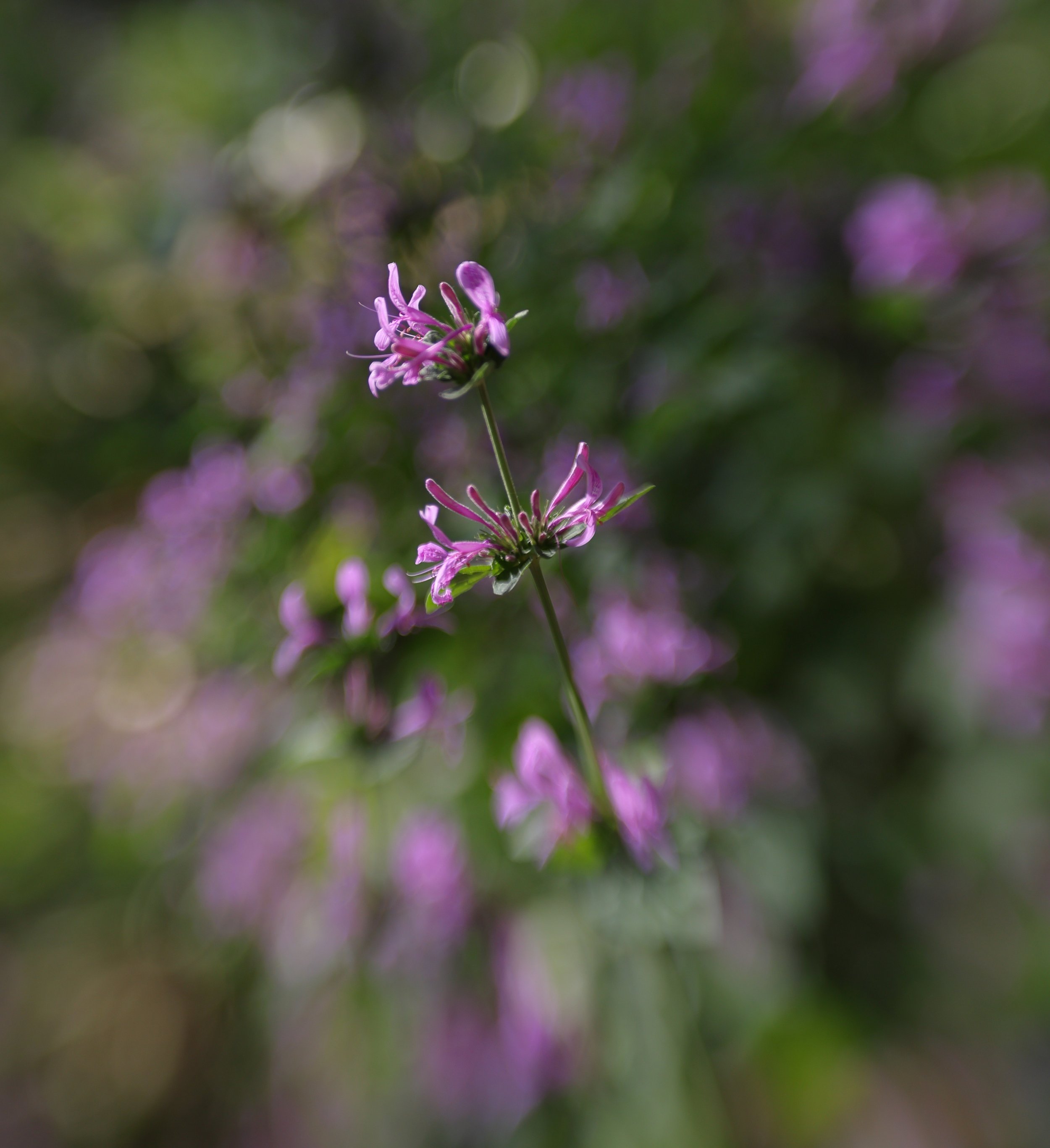 #sweet50 from #lensbaby
#autumninaustralia
@lensbabycreate @lensbabyusa 
#lbc_may26
#nophotoshop #nofilter