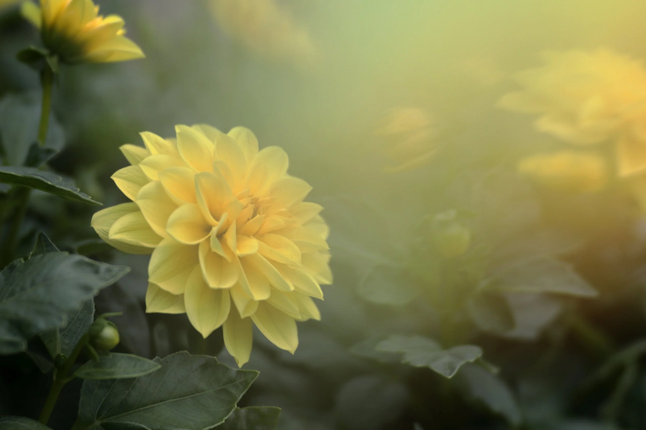 Dahlia Dreaming