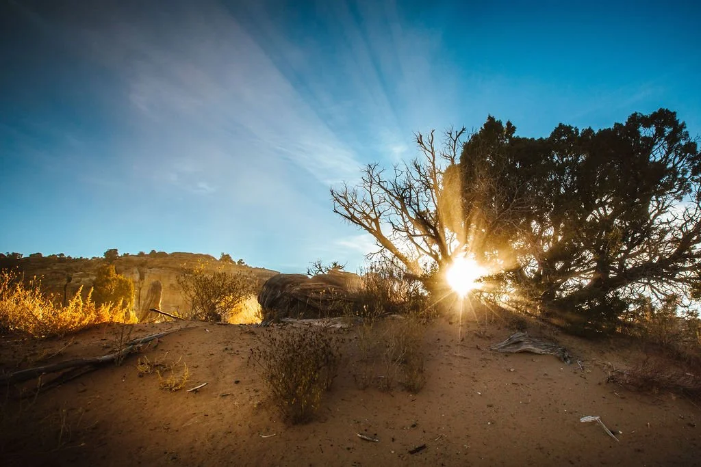 A desert landscape with dry vegetation, a large bush, and a tree with some branches. The sun is setting behind the tree, creating a bright light and sunburst effect. The sky is mostly clear with a few wispy clouds.