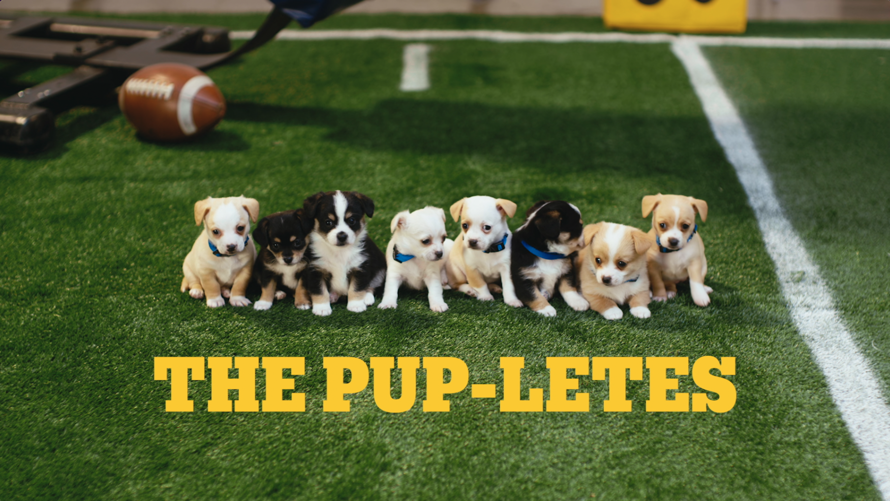 Pedigree "Pup-Letes"