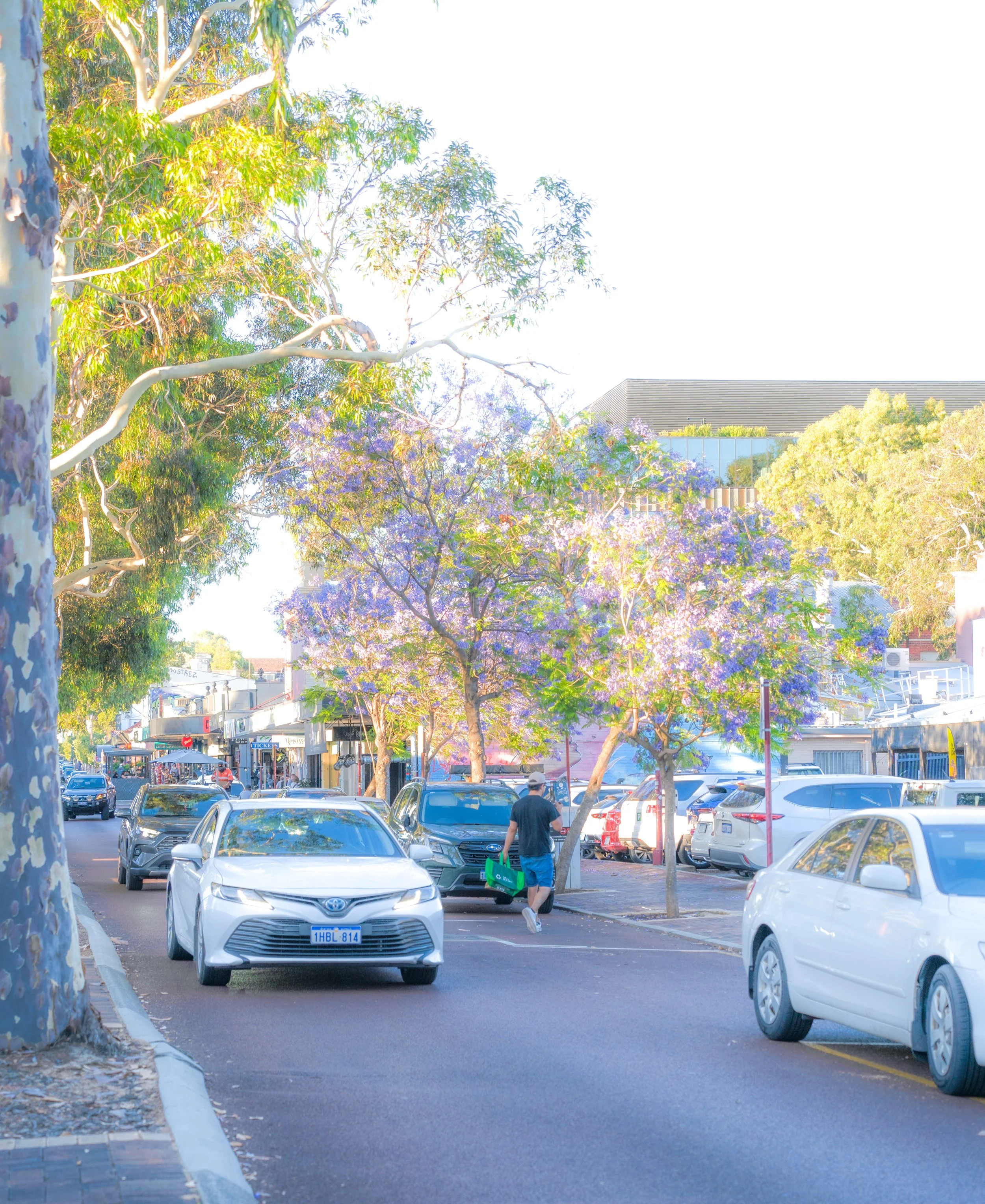 A street scene with parked cars, trees with purple flowers, and a person walking with a green shopping bag.