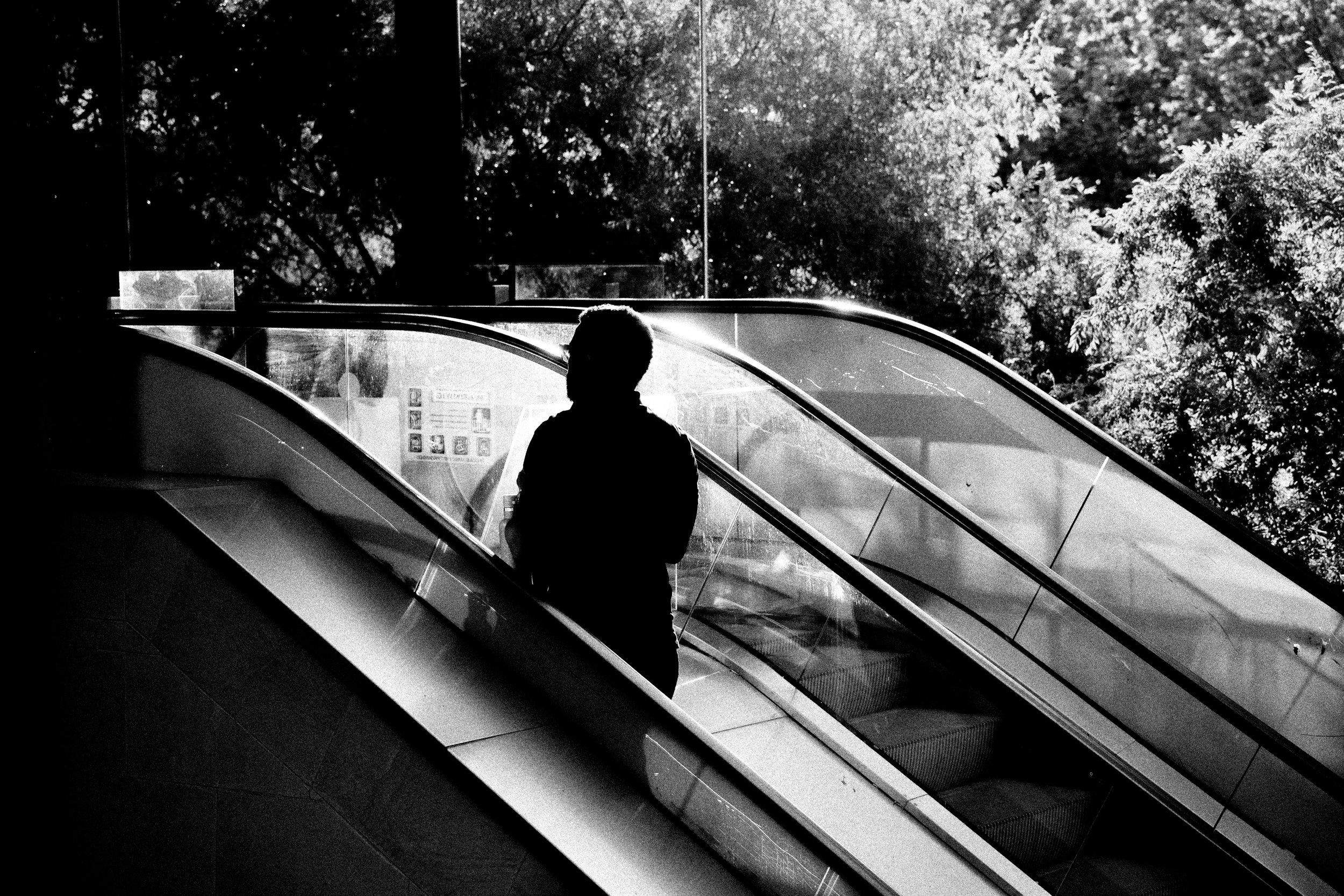 A silhouette of a person standing on an escalator with glass sides, with trees outside in the background, in black and white.