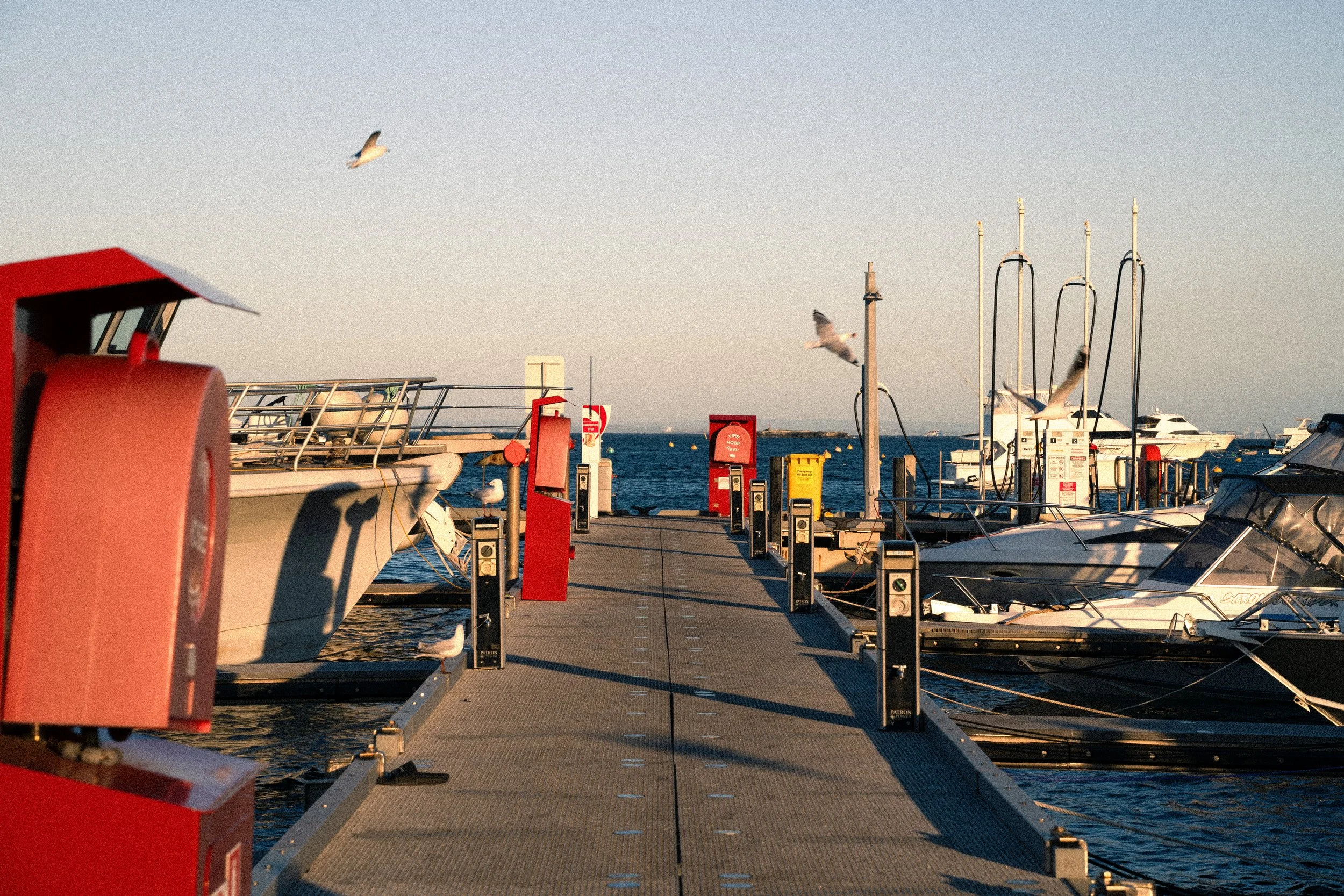 A marina with several boats docked on a pier during sunset, with seagulls flying overhead and a clear sky.