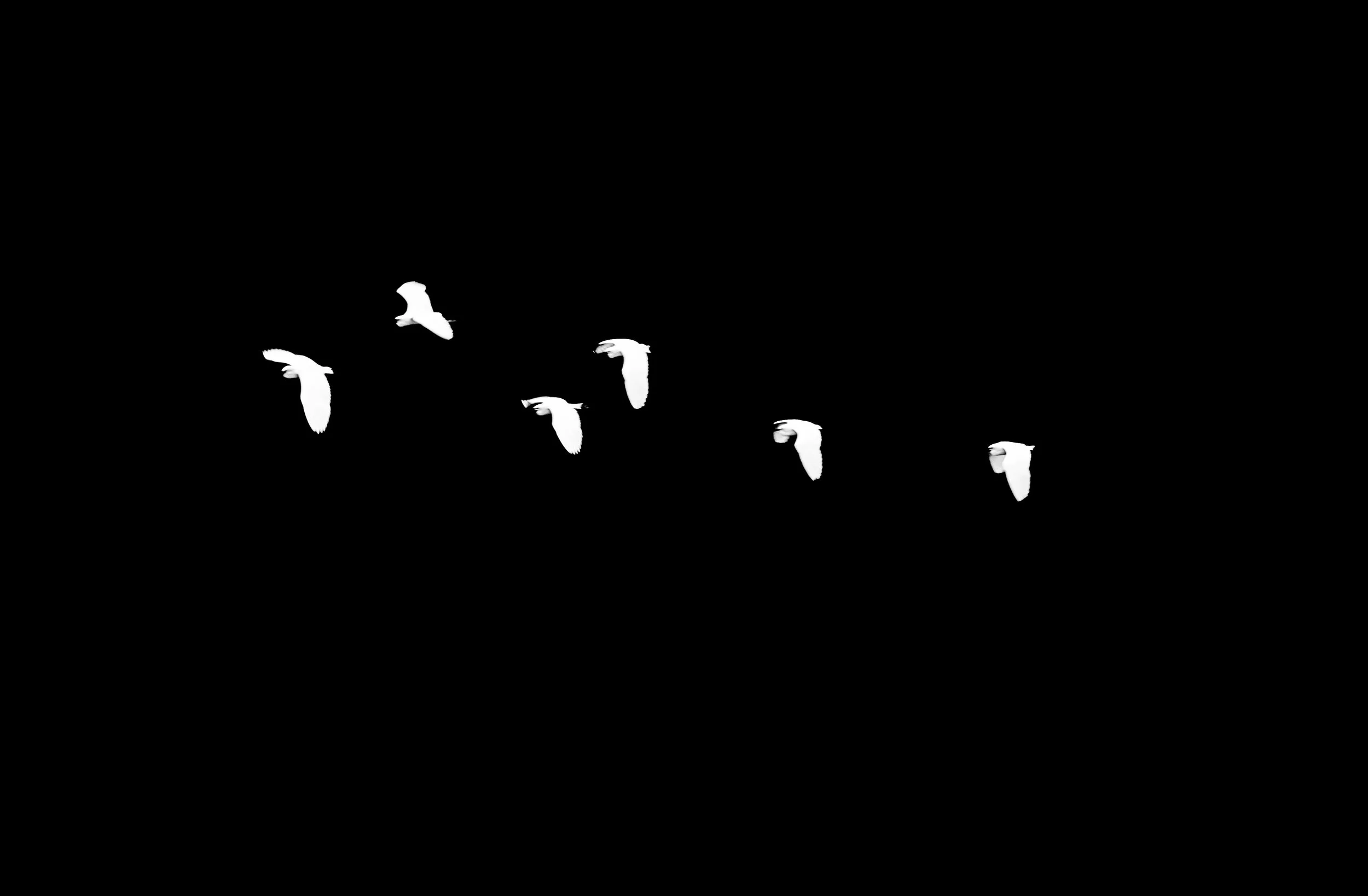 Silhouetted birds flying against a black sky in a minimalist style.