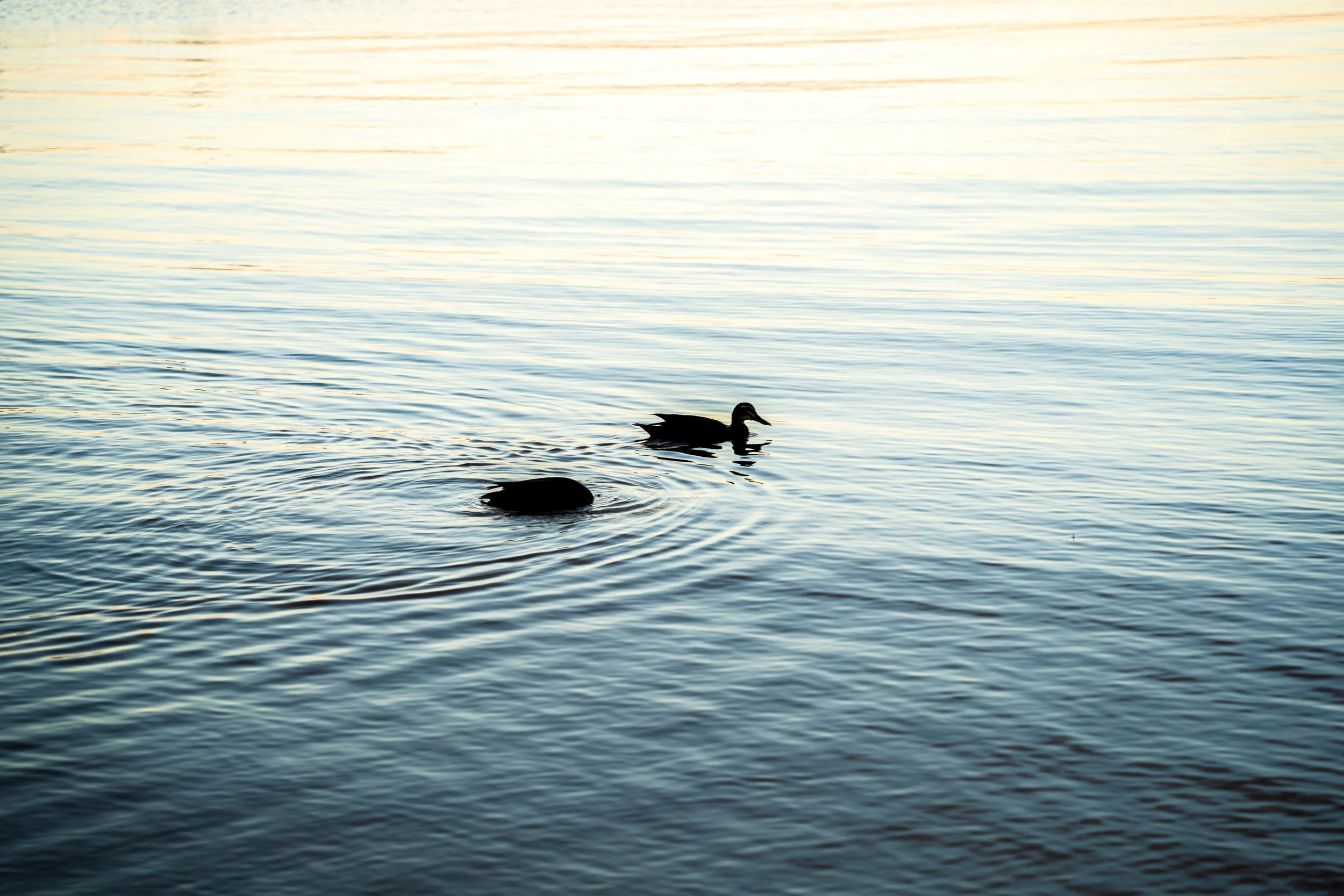 Two ducks swimming on calm water during sunset with a brightly lit sky.