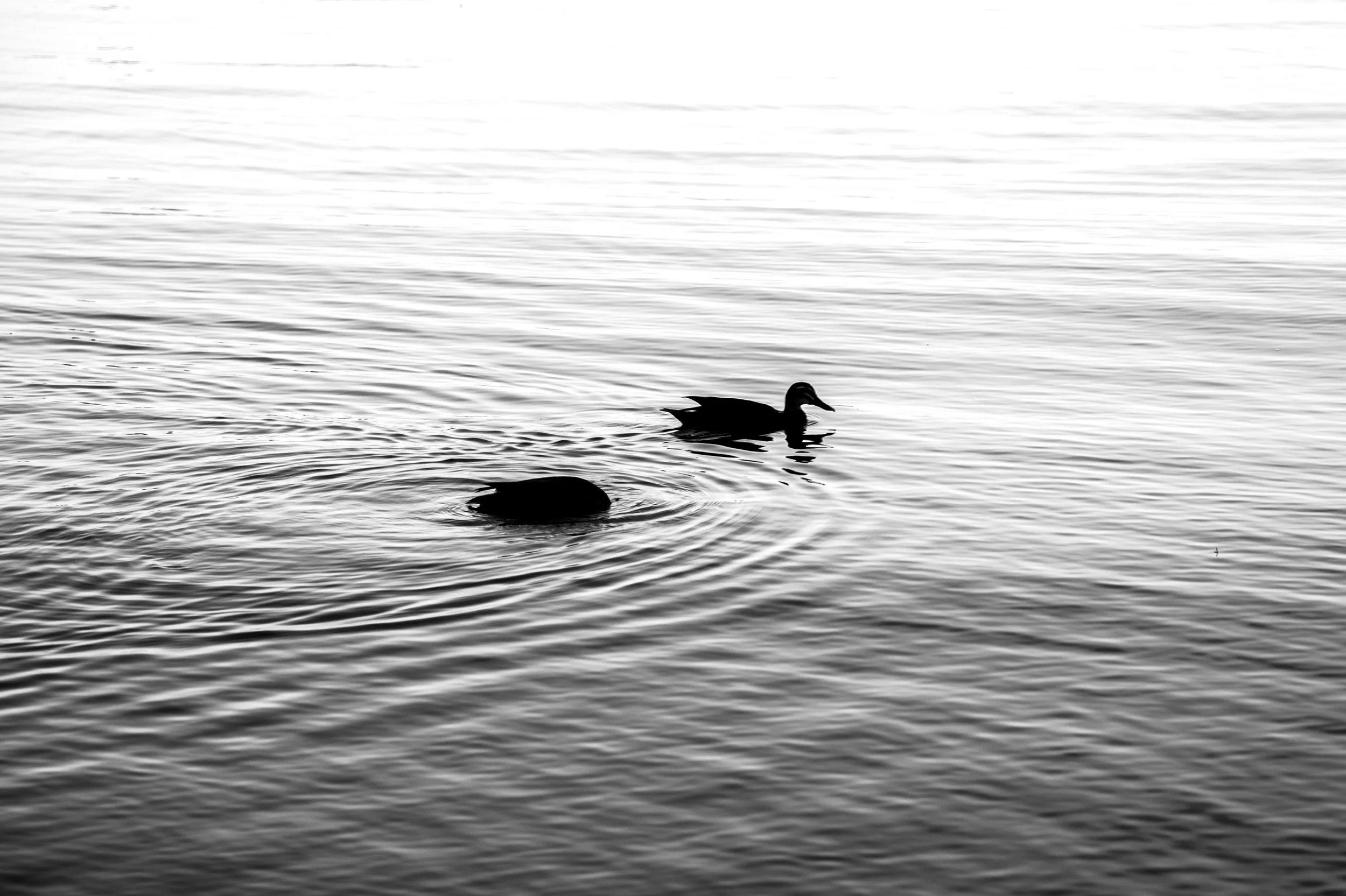 Black and white photo of two ducks swimming in water with ripples.
