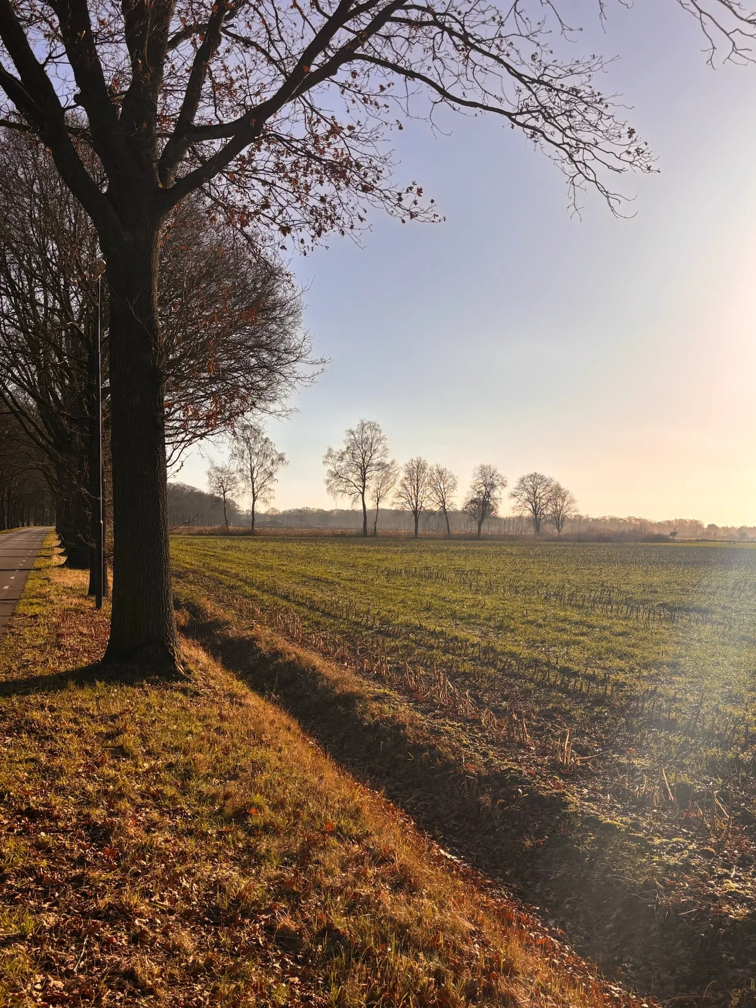 A landscape scene with a row of trees along a grassy field and a blue sky with some clouds in the background.