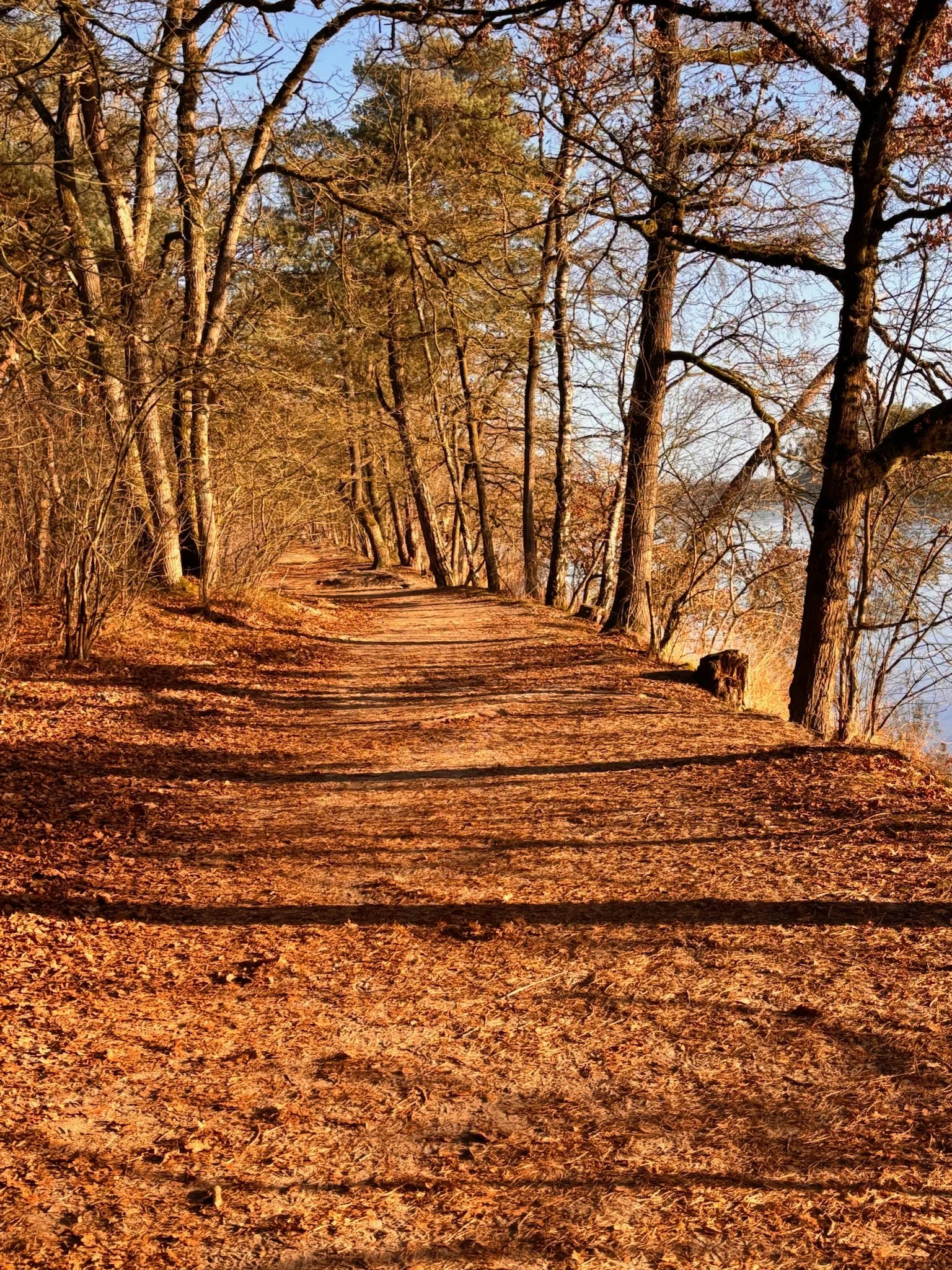A dirt path through a forest with tall leafless trees and some evergreen trees, golden sunlight, and a glimpse of a body of water in the background during autumn or early winter.