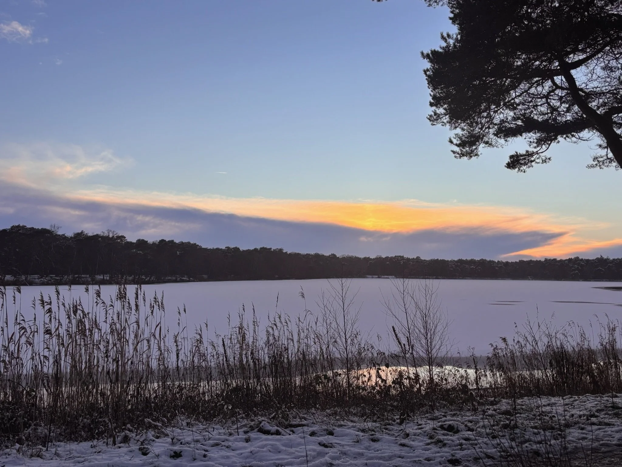 Snow-covered landscape with a frozen lake, tall grasses in the foreground, a line of trees in the background, and a large tree on the right side against a cloudy sky at sunset.