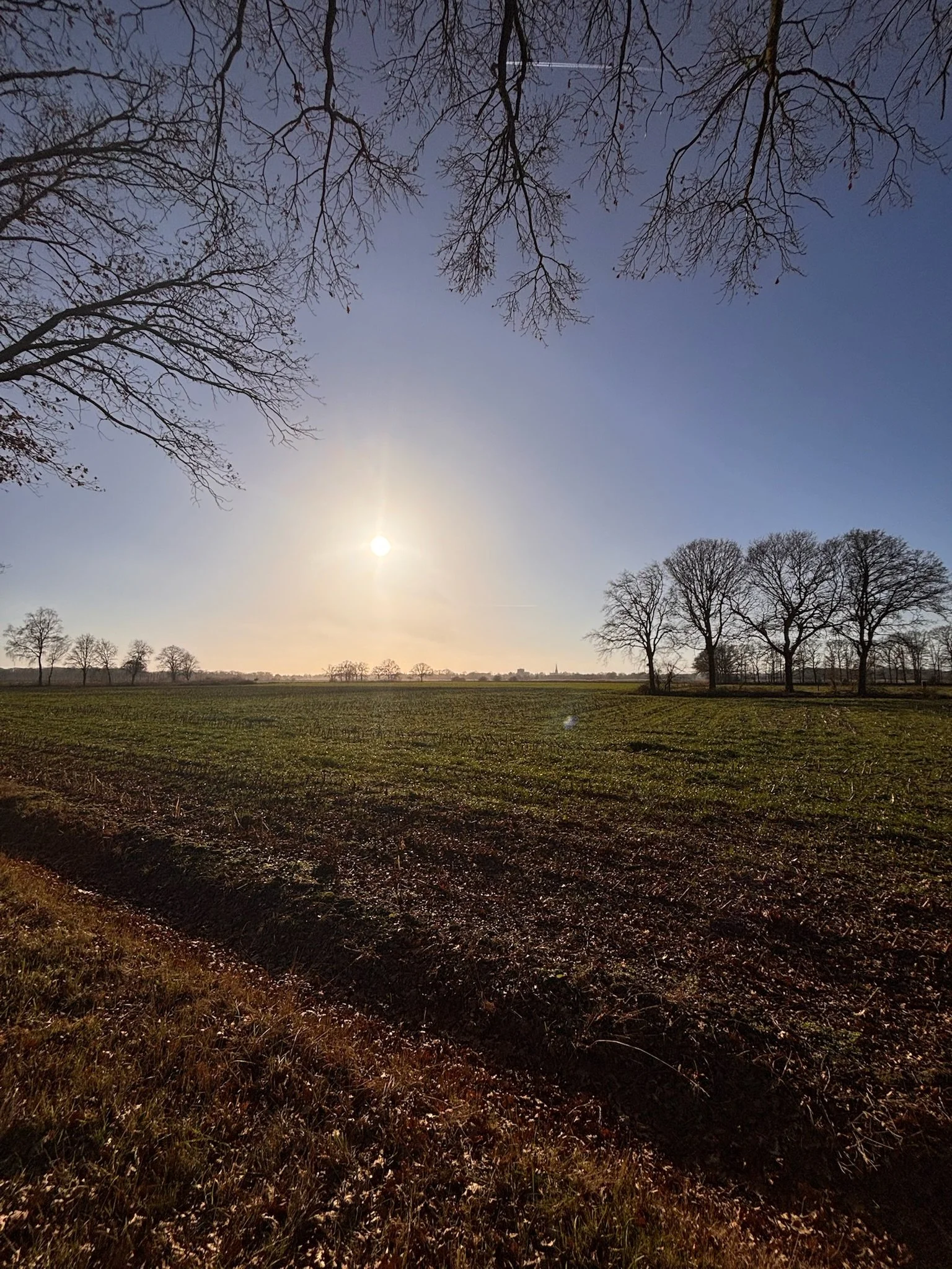 Sunset over barren trees in a field with a clear sky and visible sun.