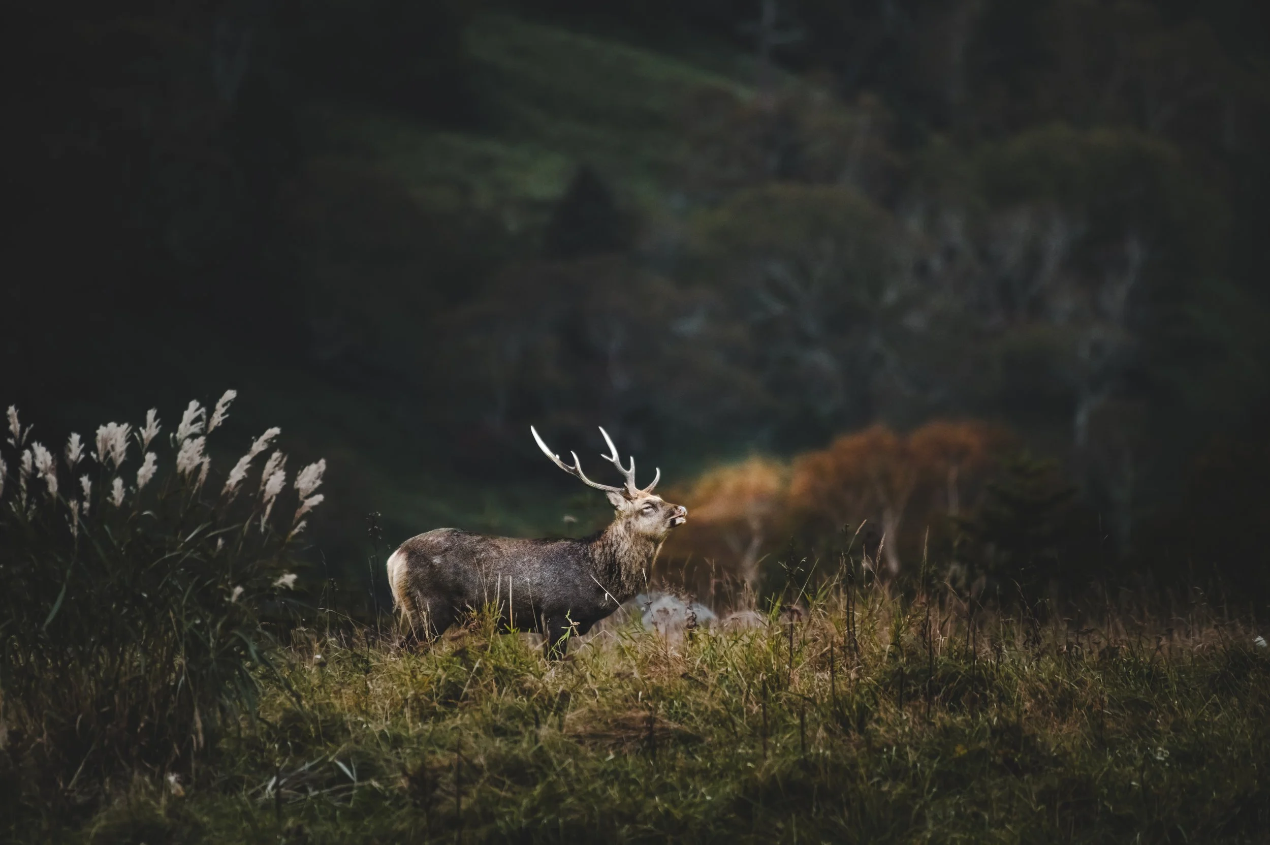 Nature