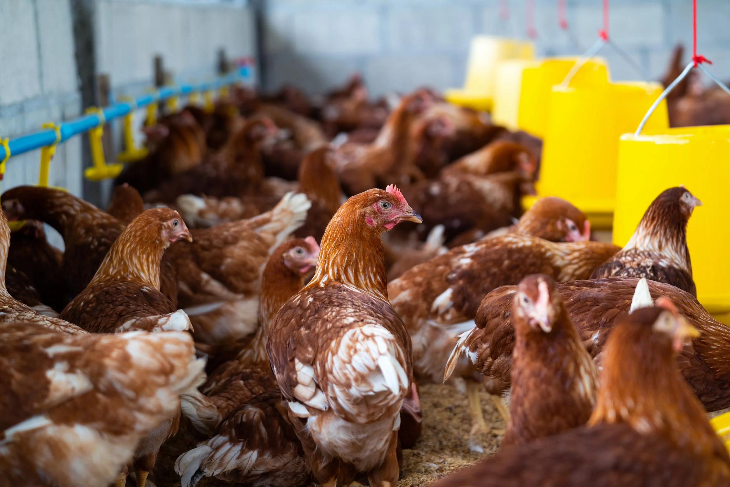 A group of chickens inside a coop with yellow feeders and blue piping along the wall.