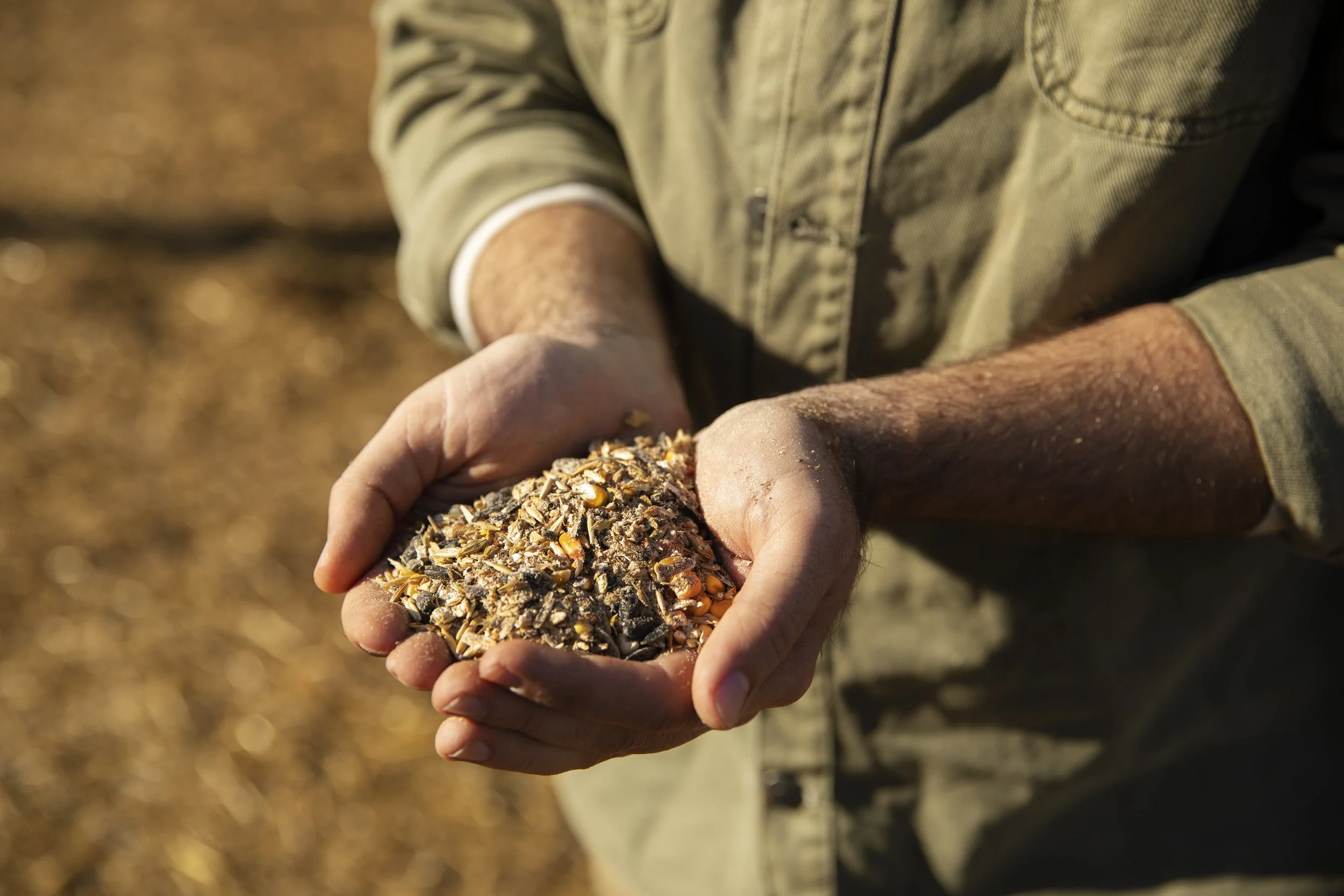 Person holding a handful of birdseed or mixed grain outdoors.