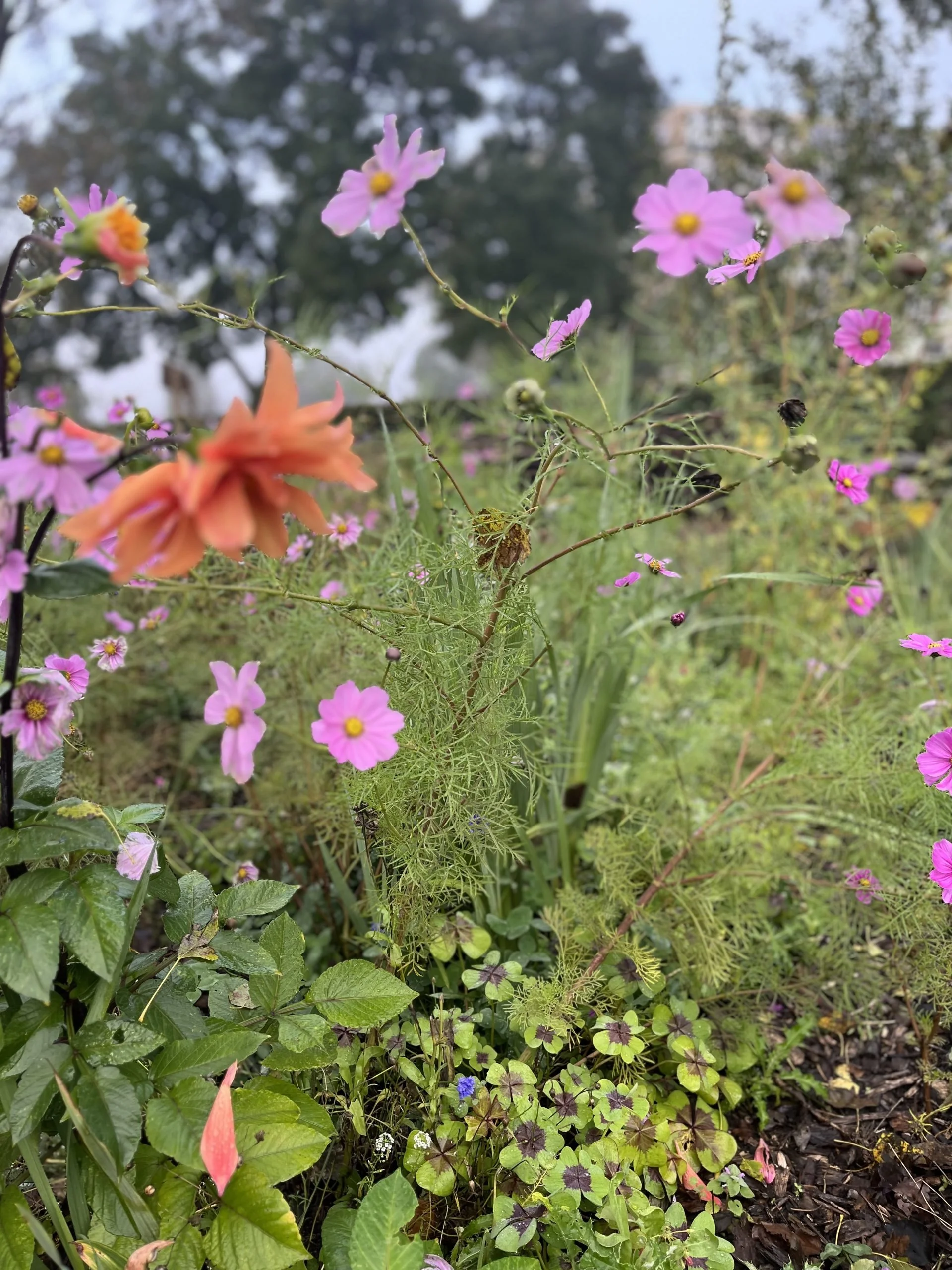 Maastuin IMG_2576-scaled.jpeg