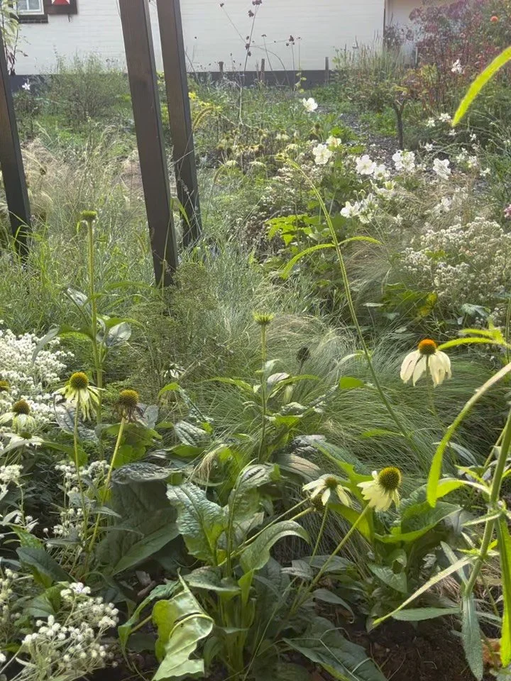 ✨september bloom✨ Take a look at this fairytale project in the woods. Planting started in March 2025, results in September 2025. See the planting plan, part of the planting list, and beautiful late summer bloomers here. Enjoy your garden!  Photo 1; o